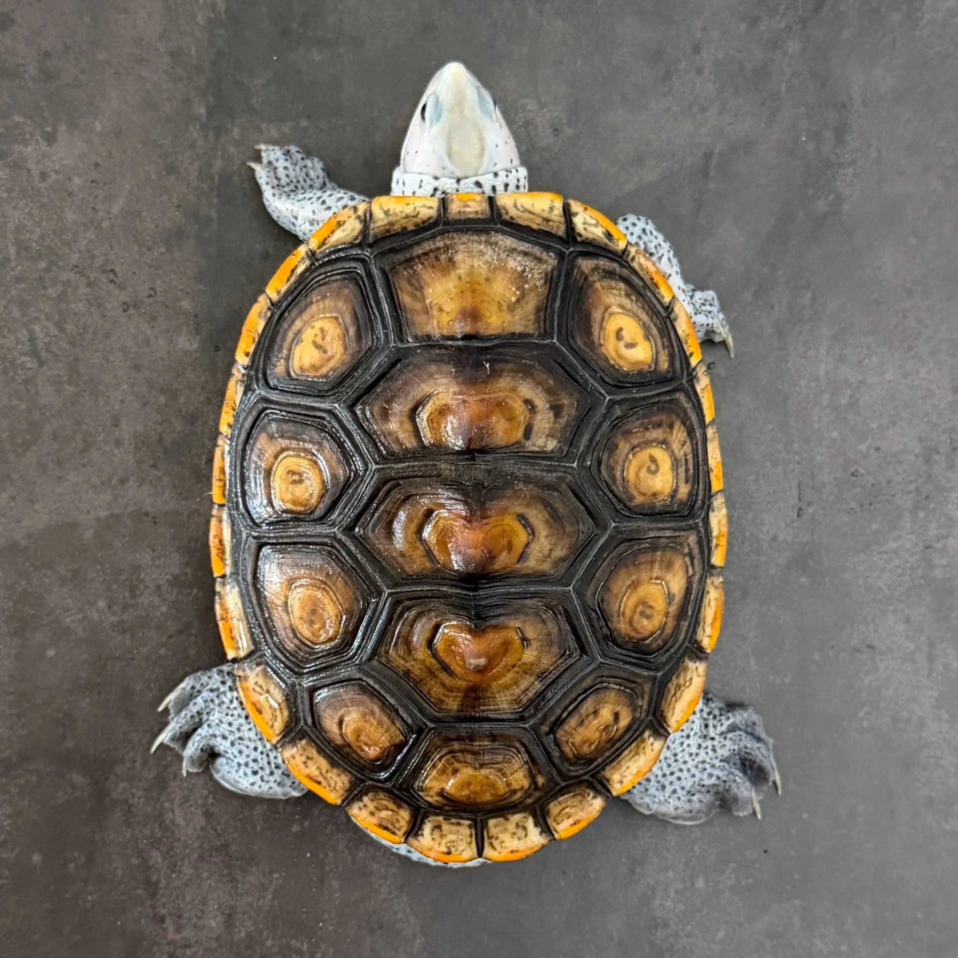 オルナータダイヤモンドバックテラピン♂