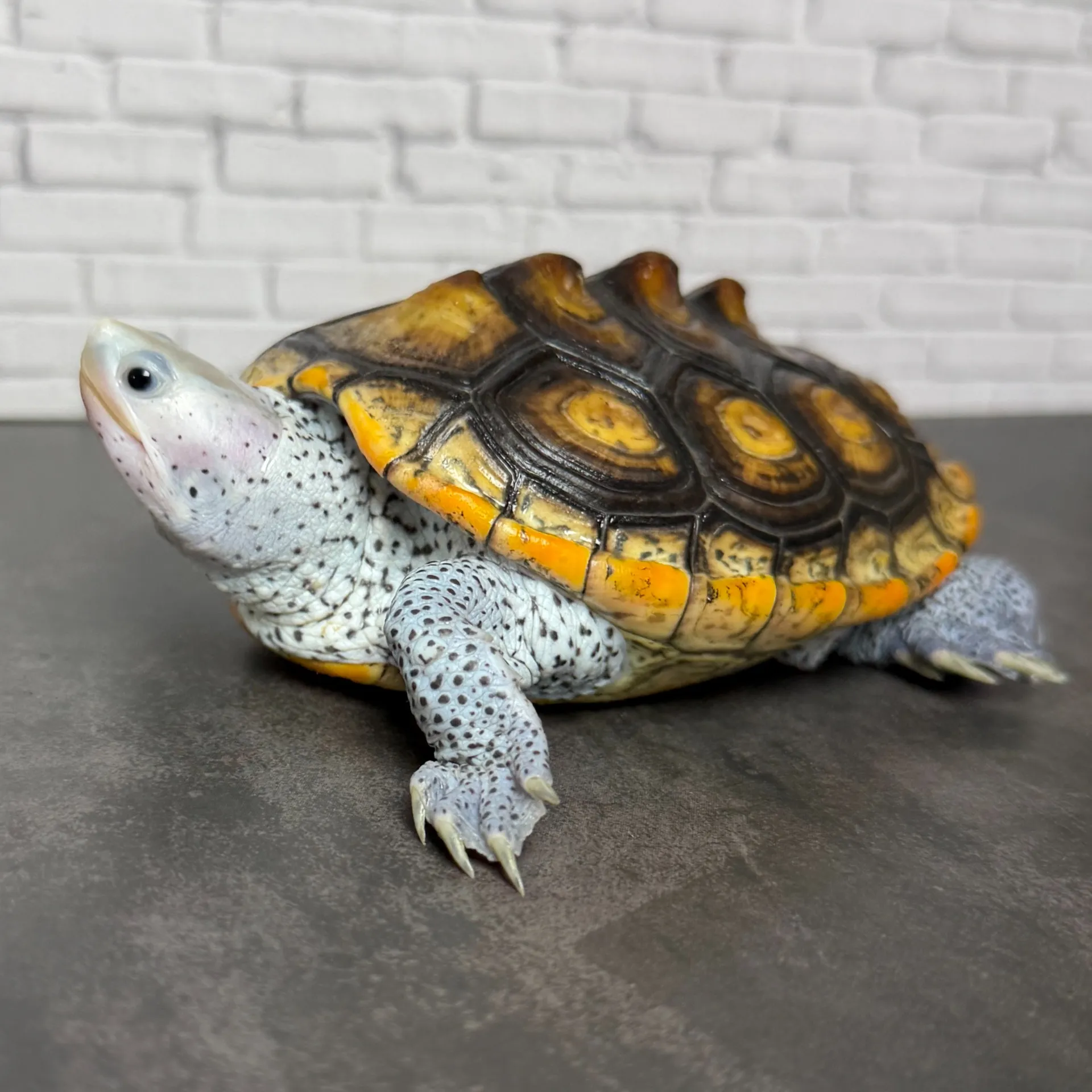 オルナータダイヤモンドバックテラピン♂