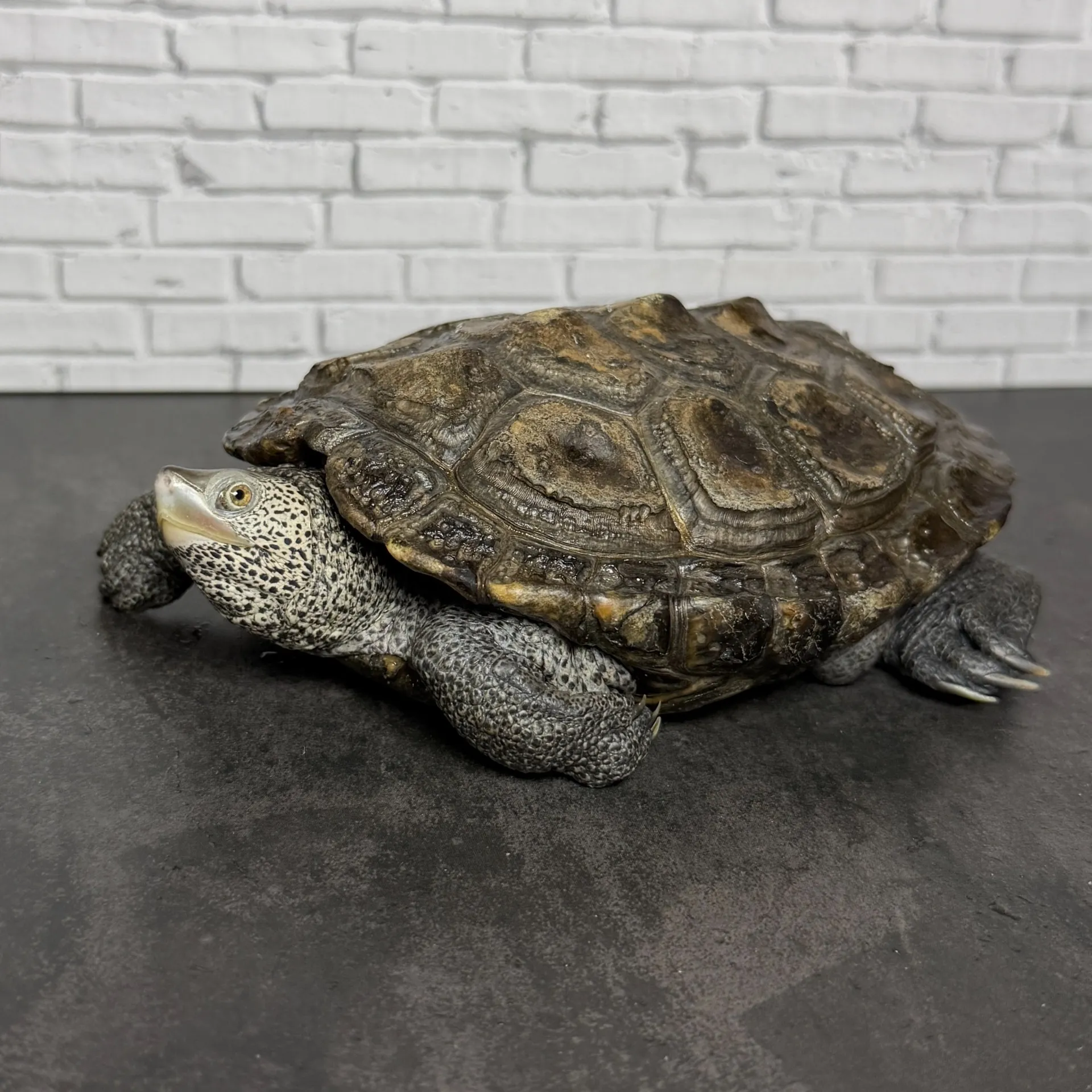 ノーザンダイヤモンドバックテラピン♂