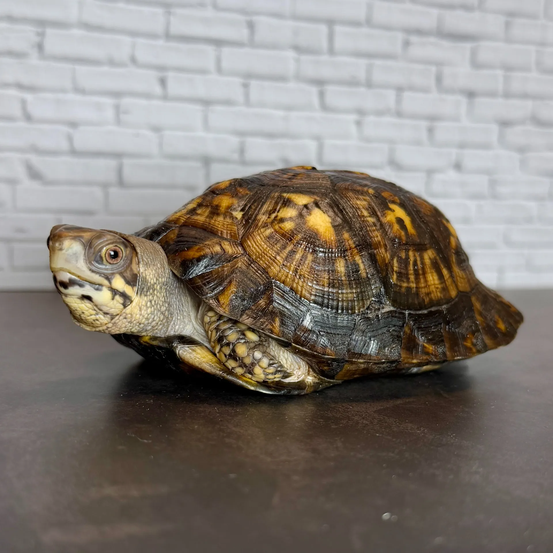 トウブハコガメ（11cm）