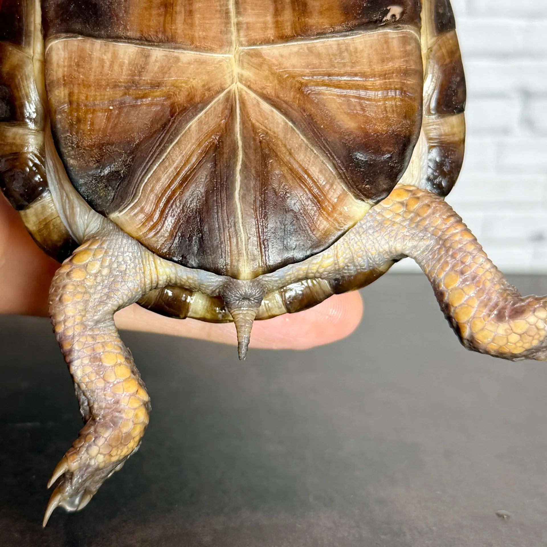 トウブハコガメ（10cm）