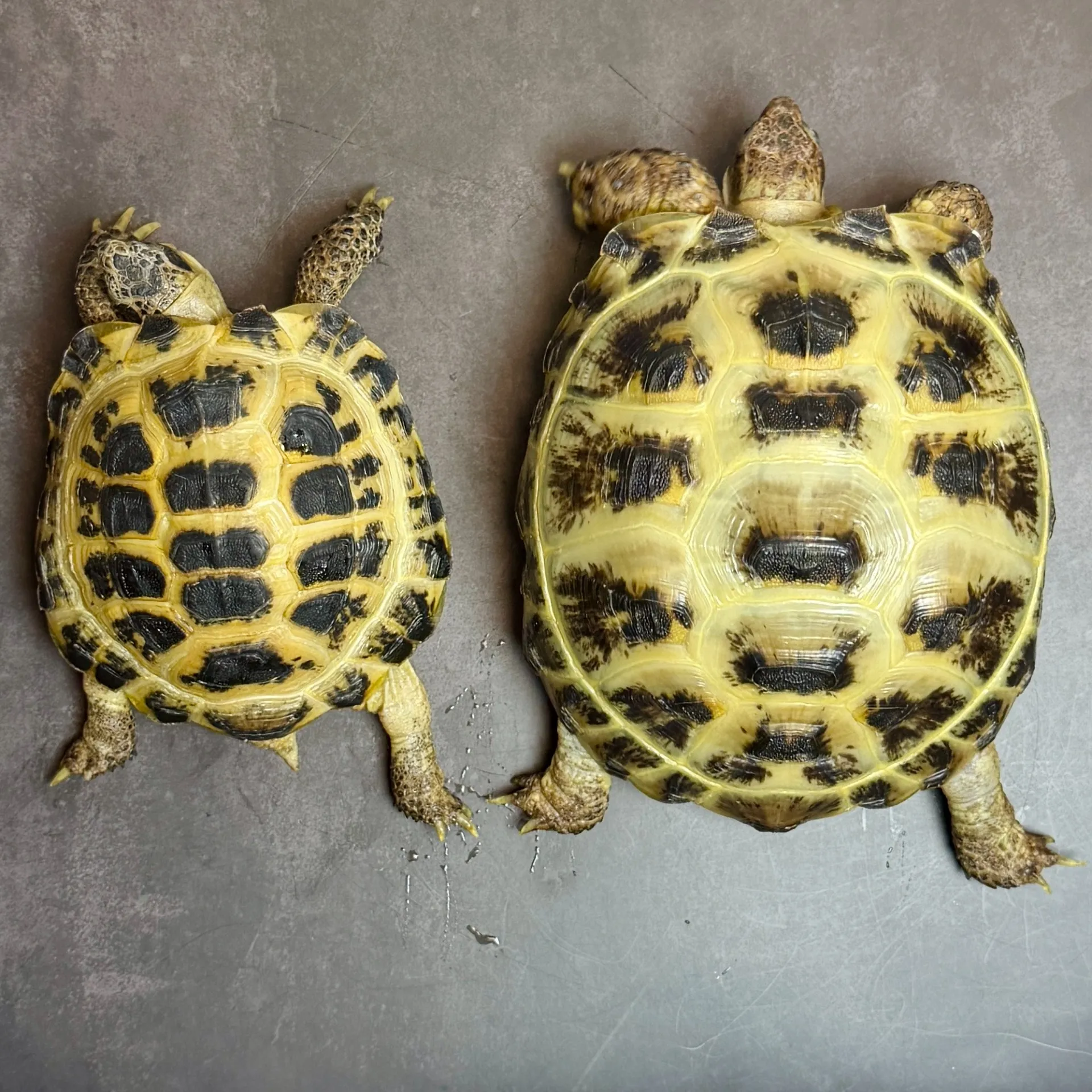 ロシアリクガメ ペア