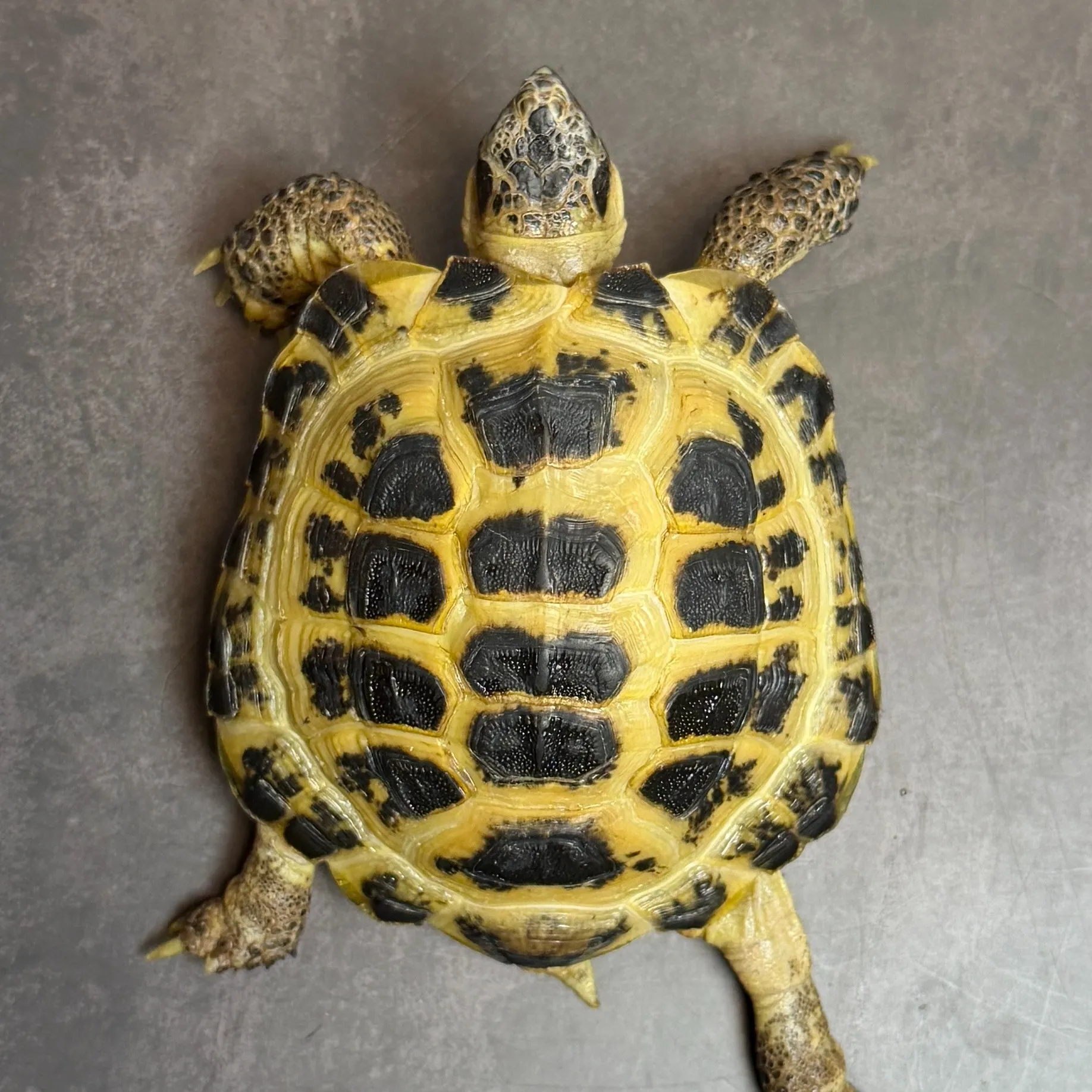 ロシアリクガメ ペア