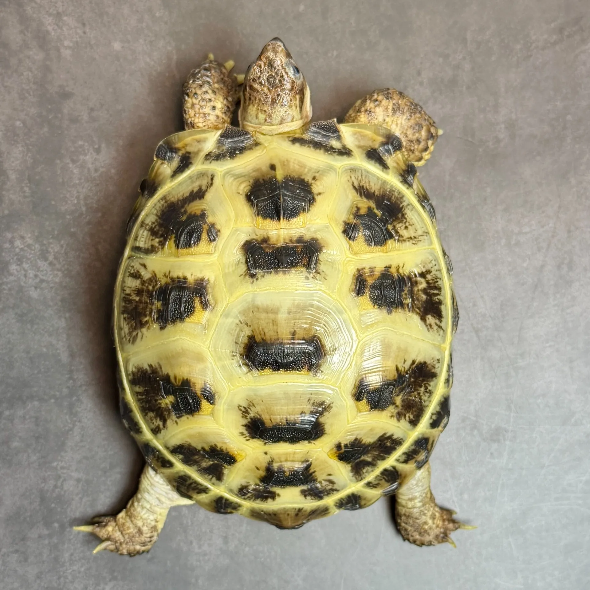 ロシアリクガメ ペア