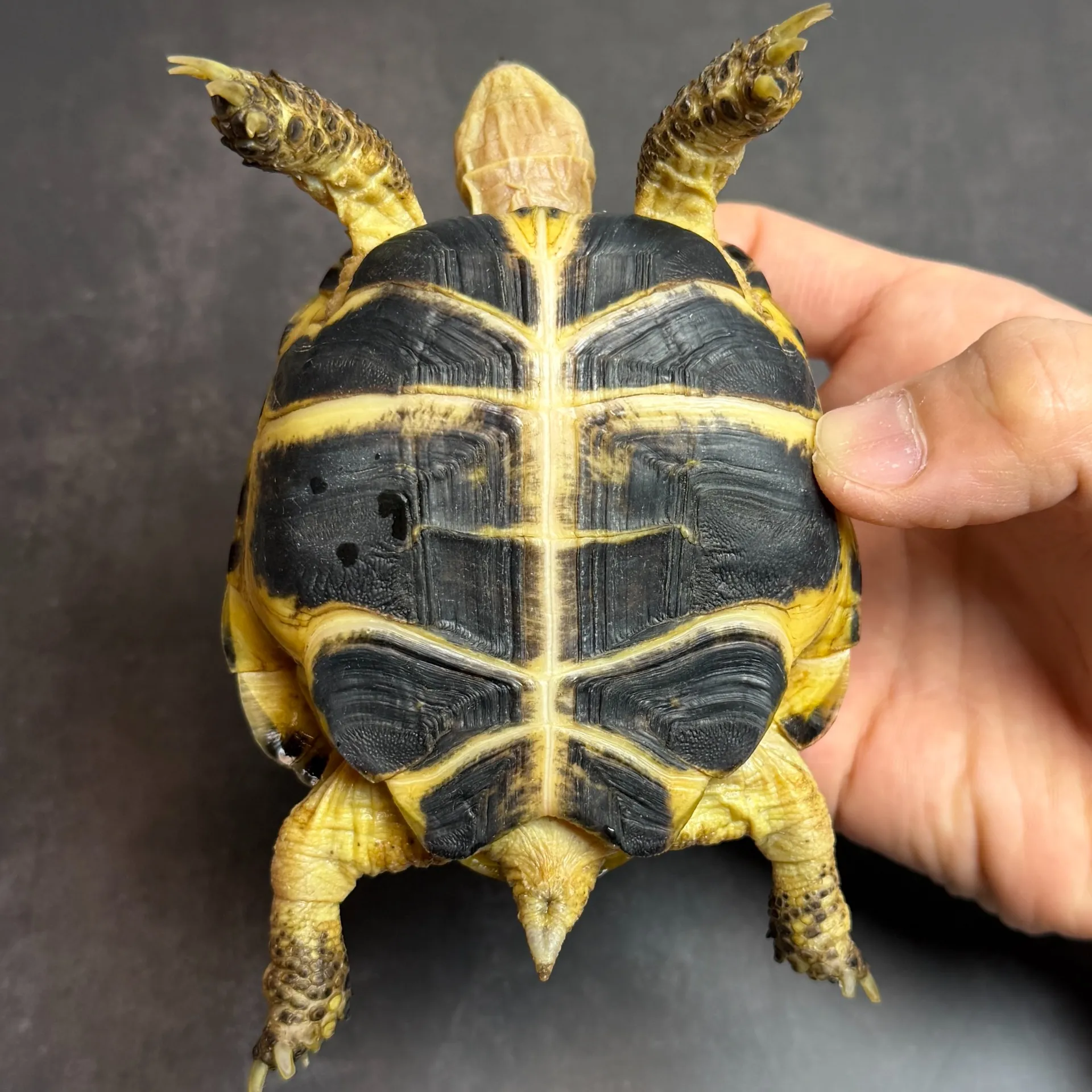 ロシアリクガメ ペア