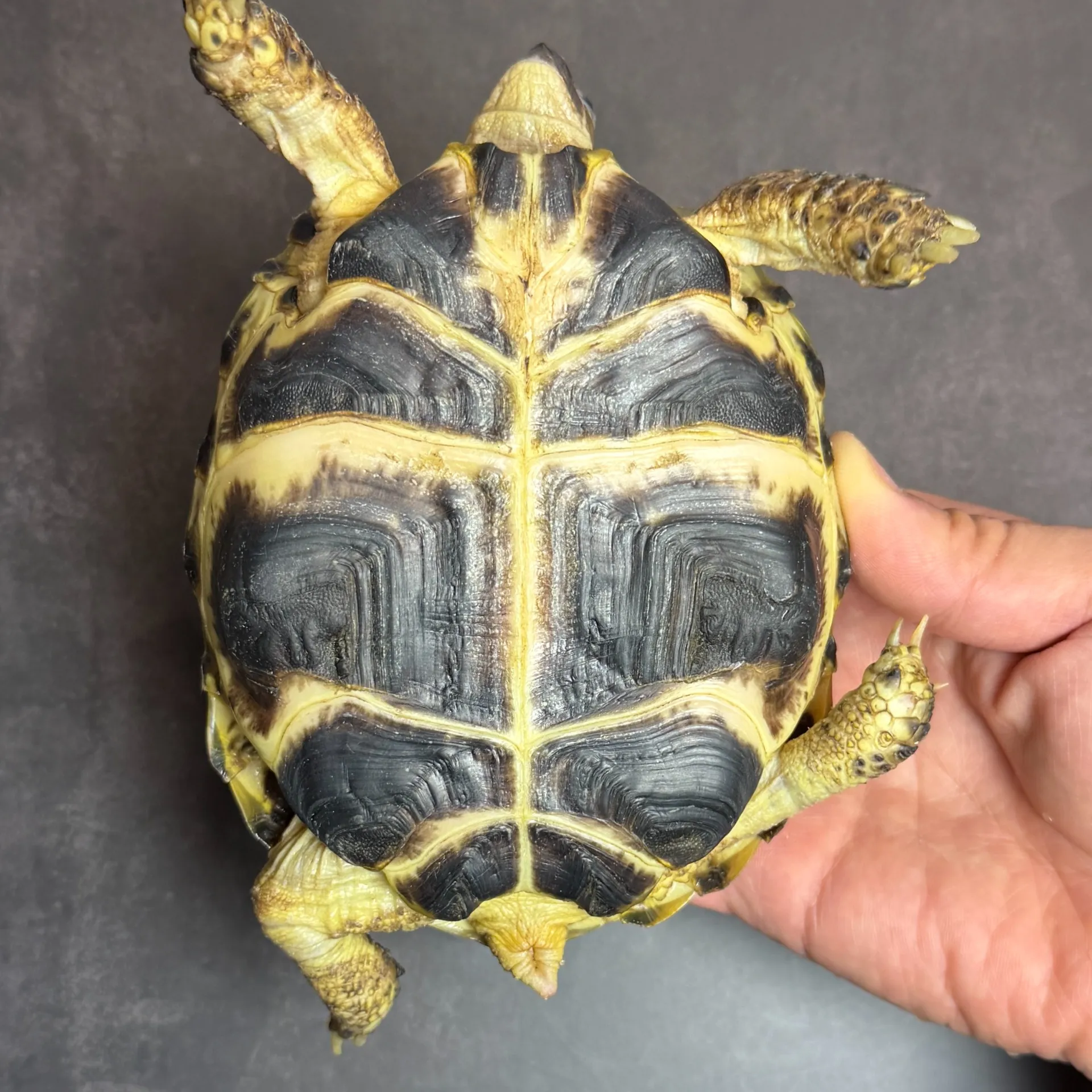 ロシアリクガメ ペア