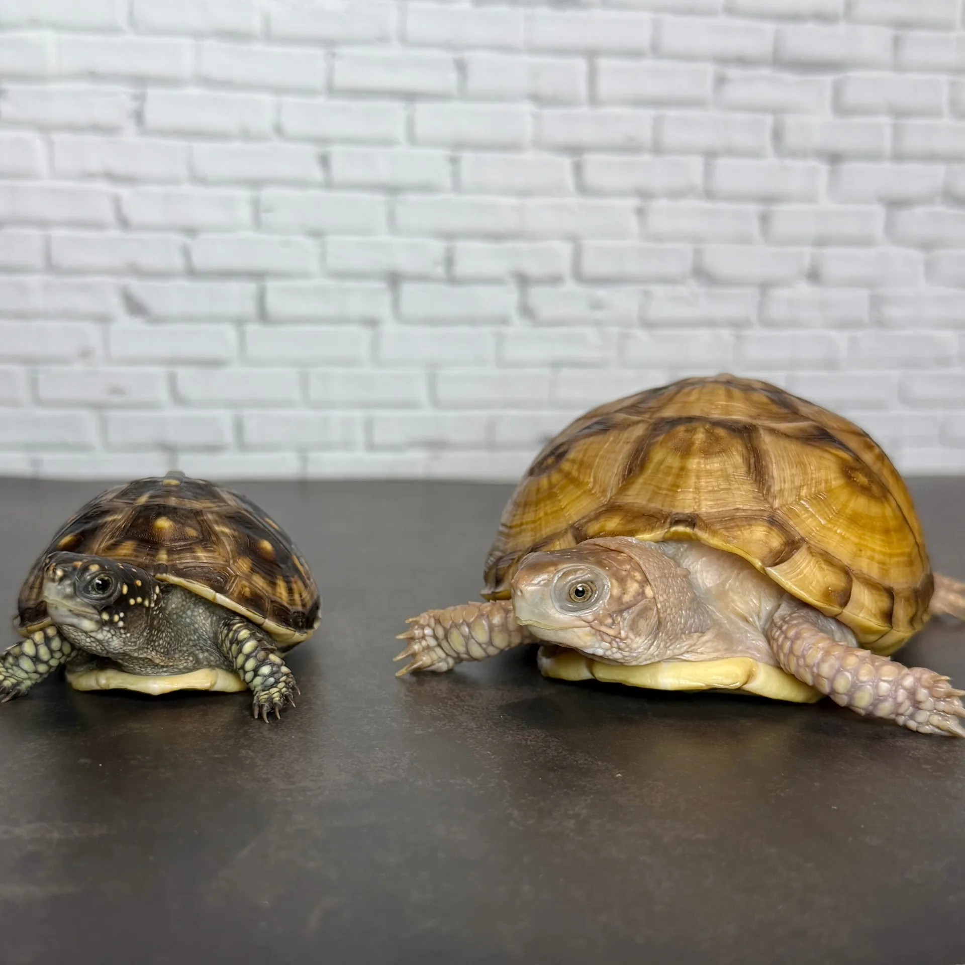 ミツユビハコガメ ハイポ？（maybe♀）