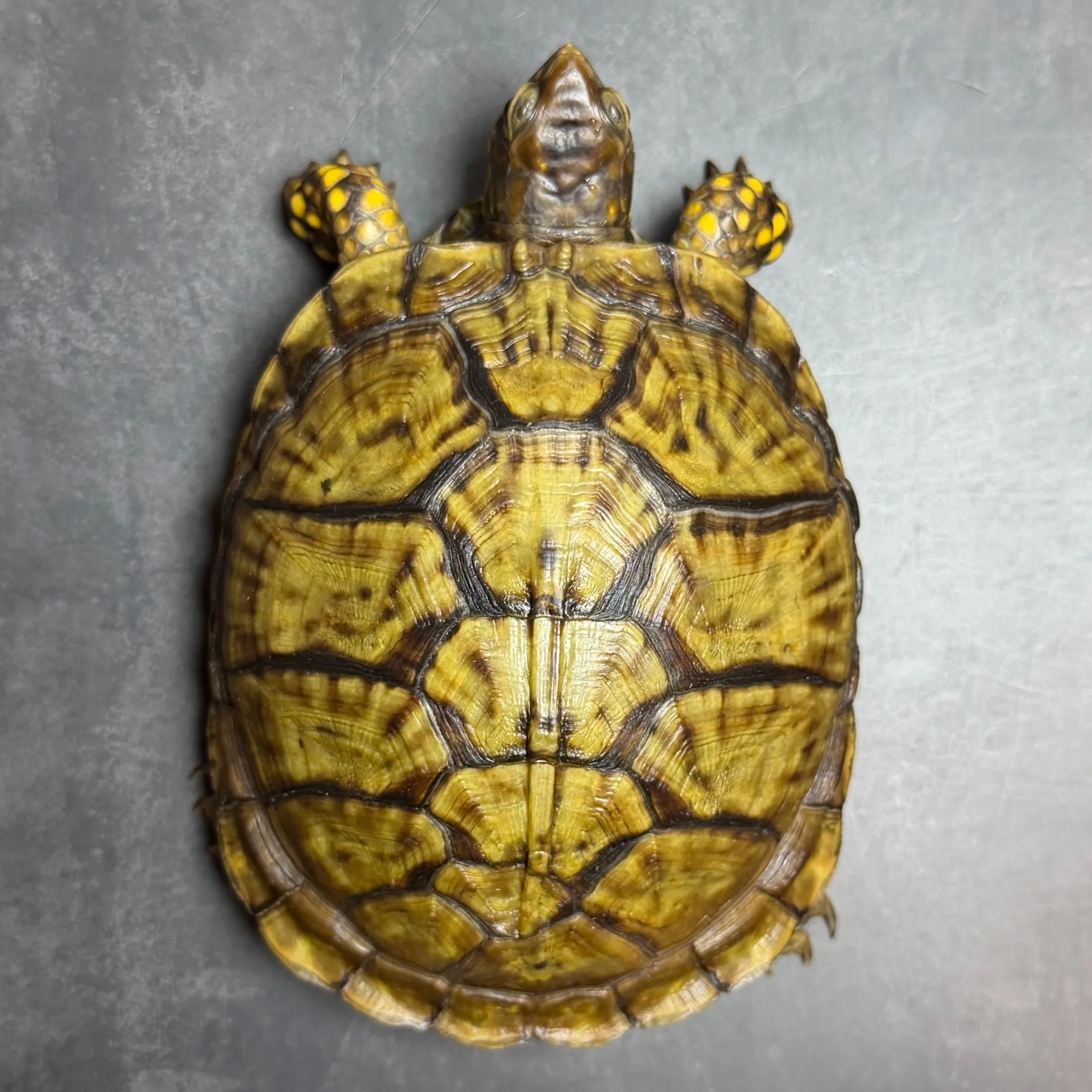 メキシコハコガメ♂(12cm)