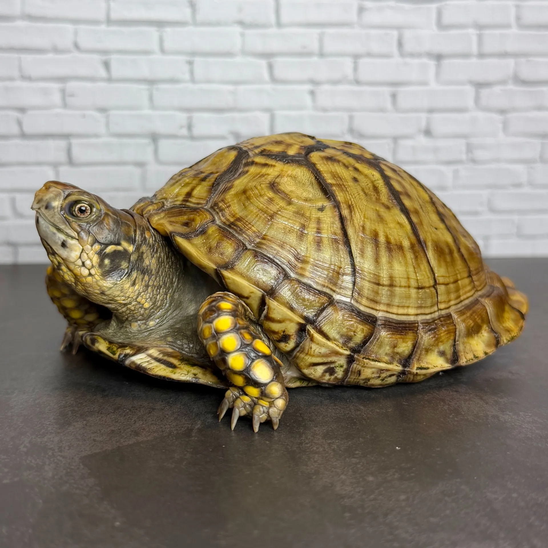 メキシコハコガメ♂（12cm）