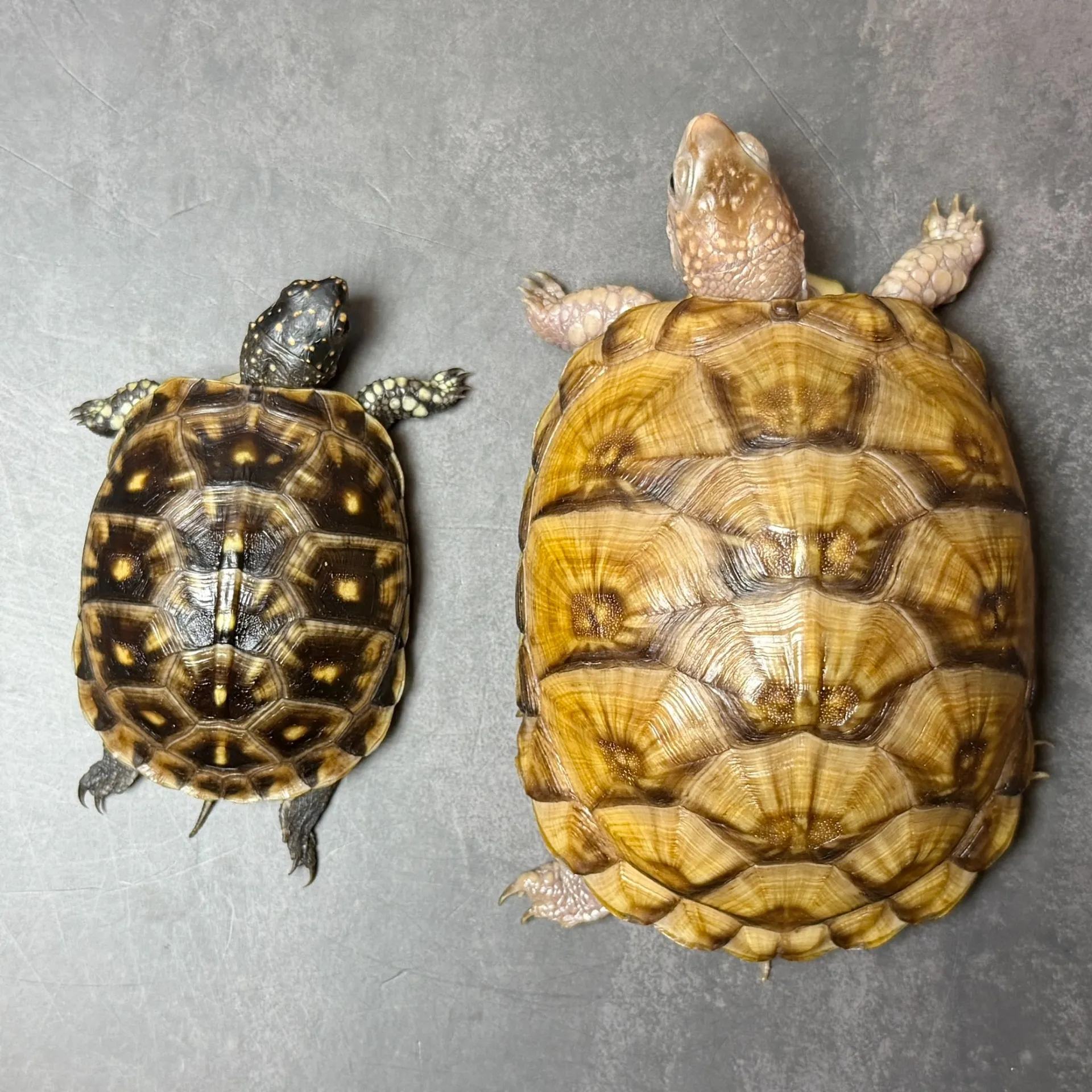 ミツユビハコガメ ハイポ?(maybe♀)