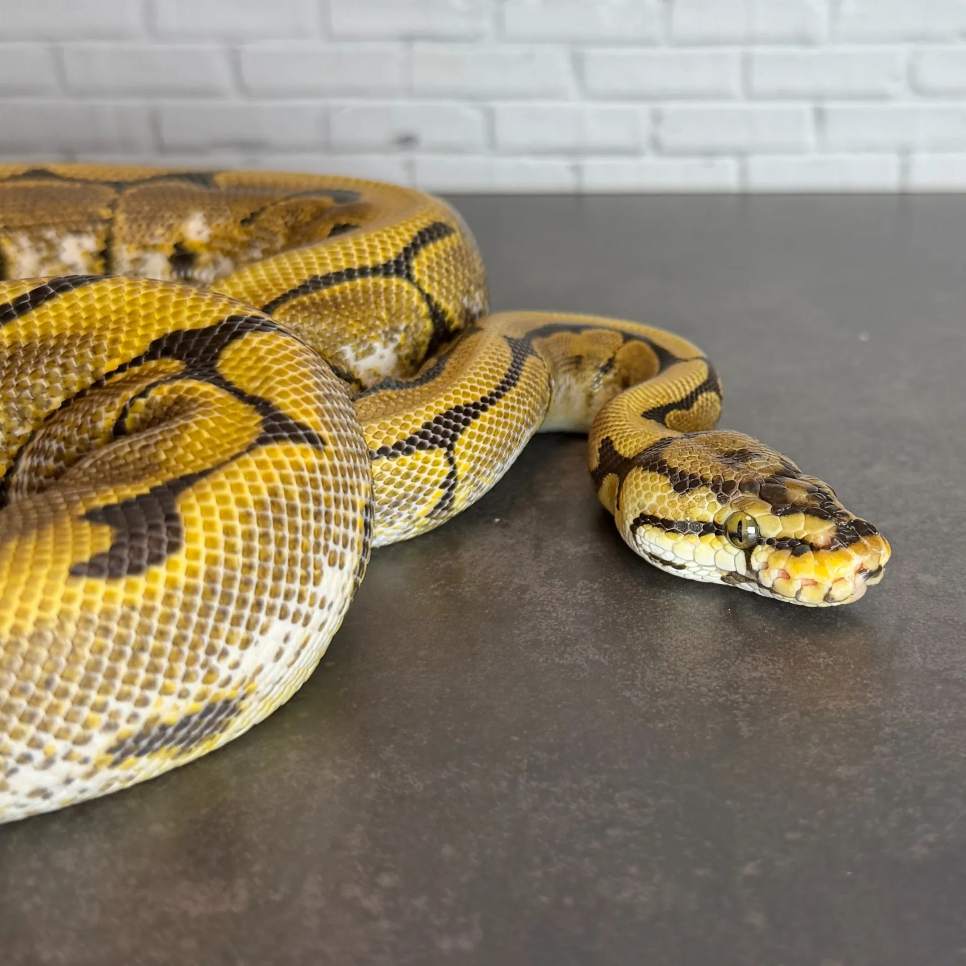 ボールパイソン スパイダーアスファルト/グラベル♀（360g）