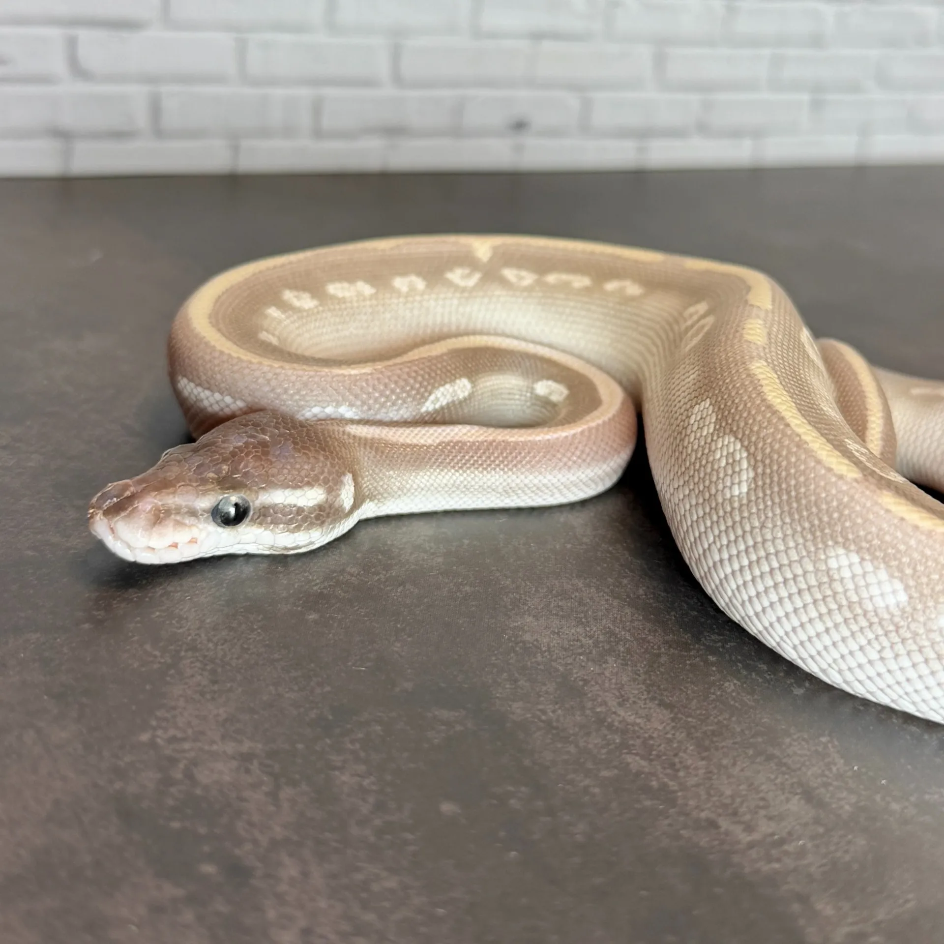 ボールパイソン ミスティックポーション♂（98g）