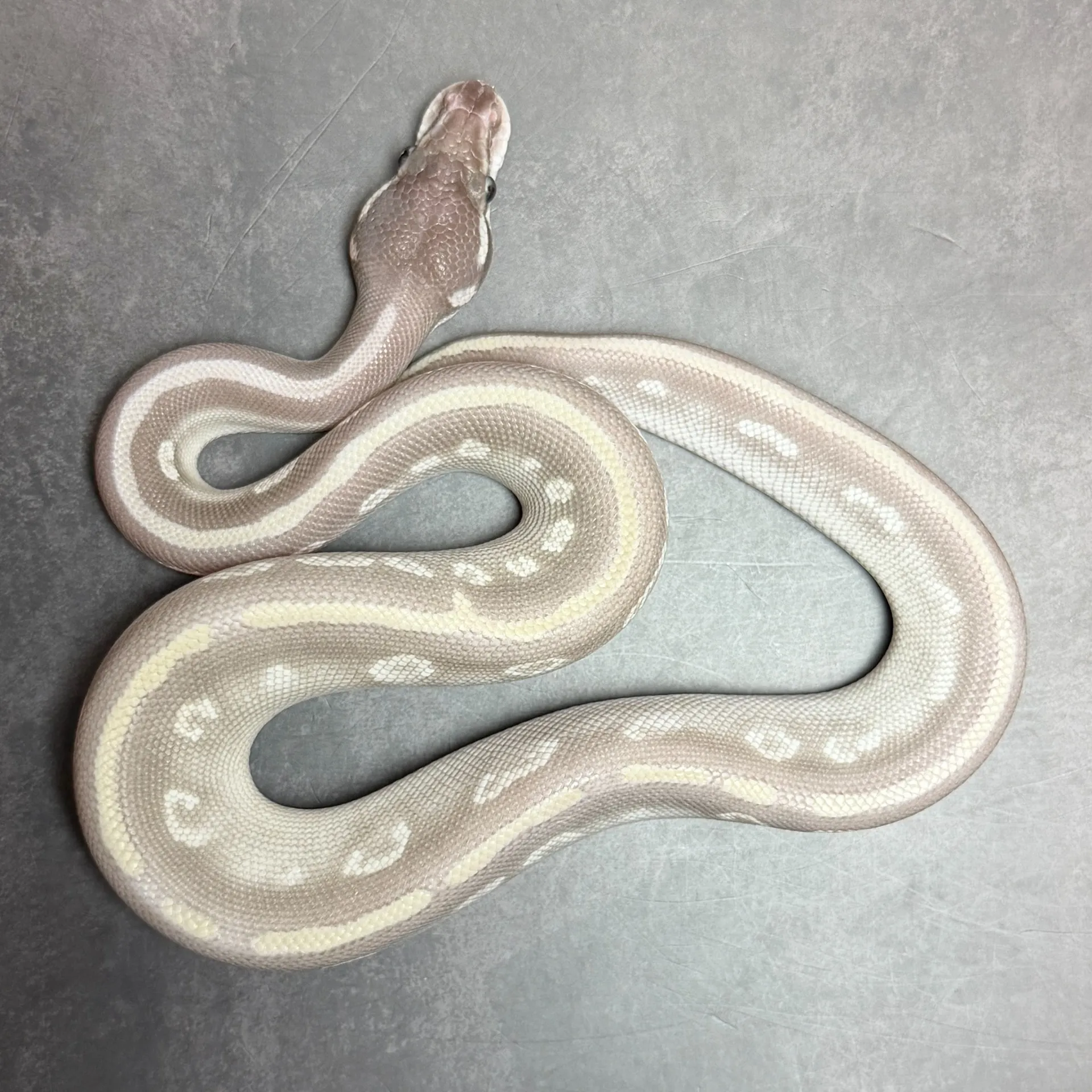 ボールパイソン ミスティックポーション♂(98g)