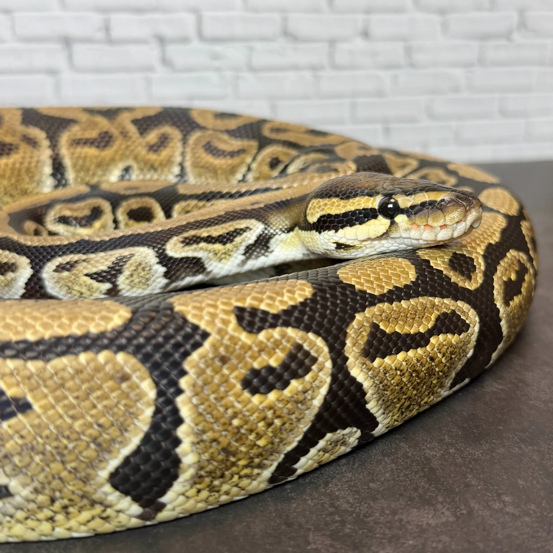 ボールパイソン ノーマルhetTSKアザンデザートゴースト♀（862g）