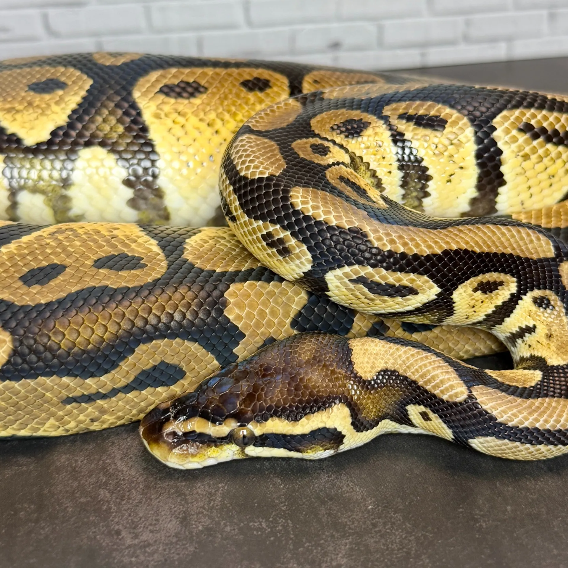 ボールパイソン パステルhet TSKアザン 66%デザートゴースト♂（690g）