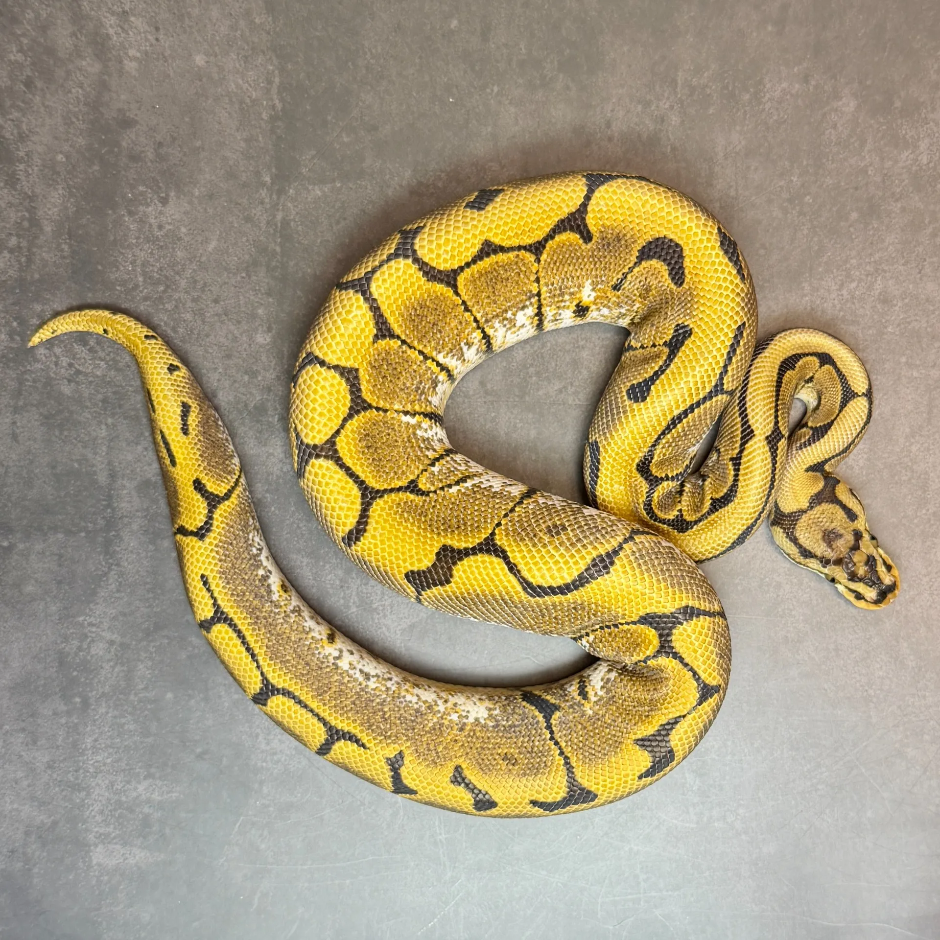 ボールパイソン スパイダーアスファルト/グラベル♀(360g)