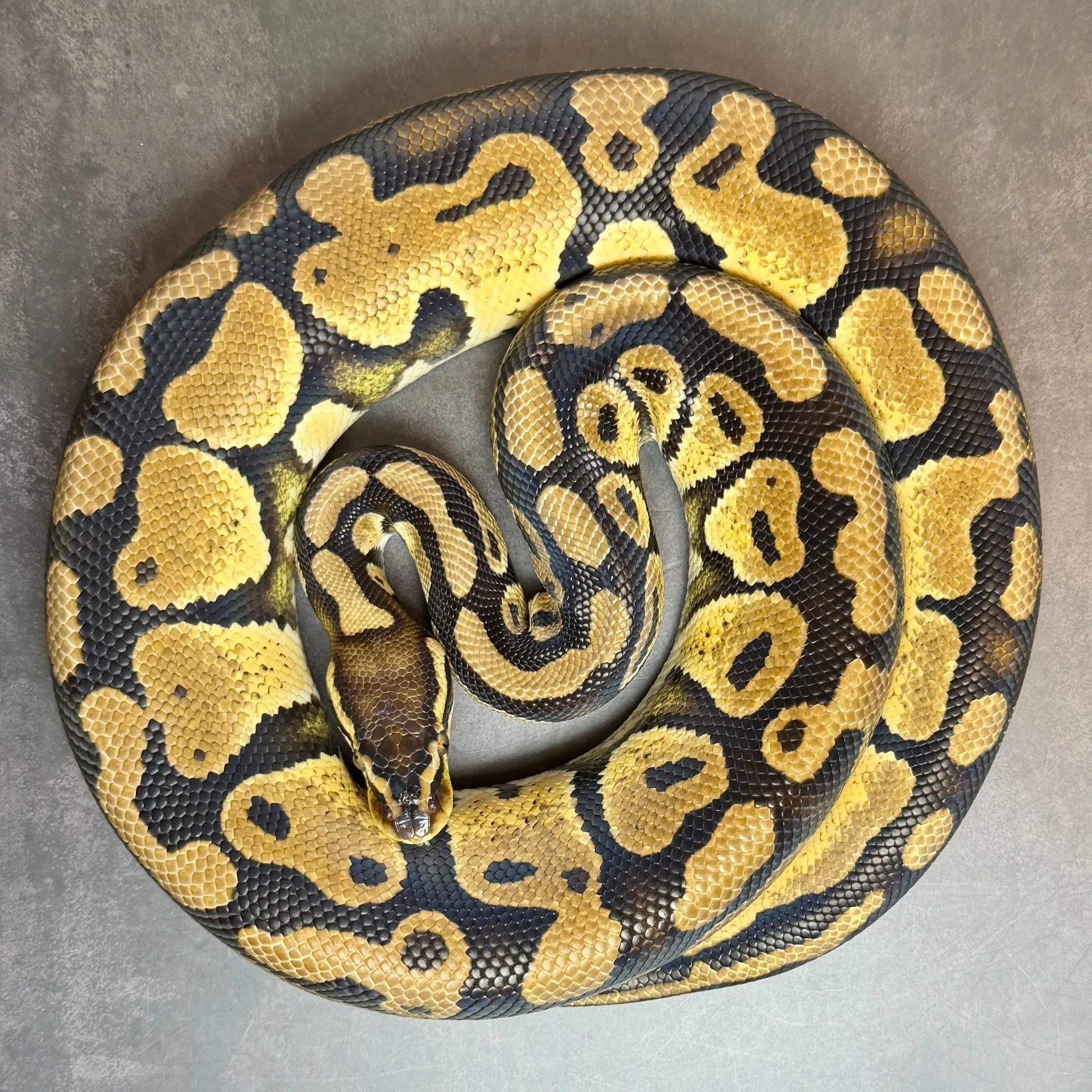 ボールパイソン パステルhet TSKアザン 66%デザートゴースト♂(690g)