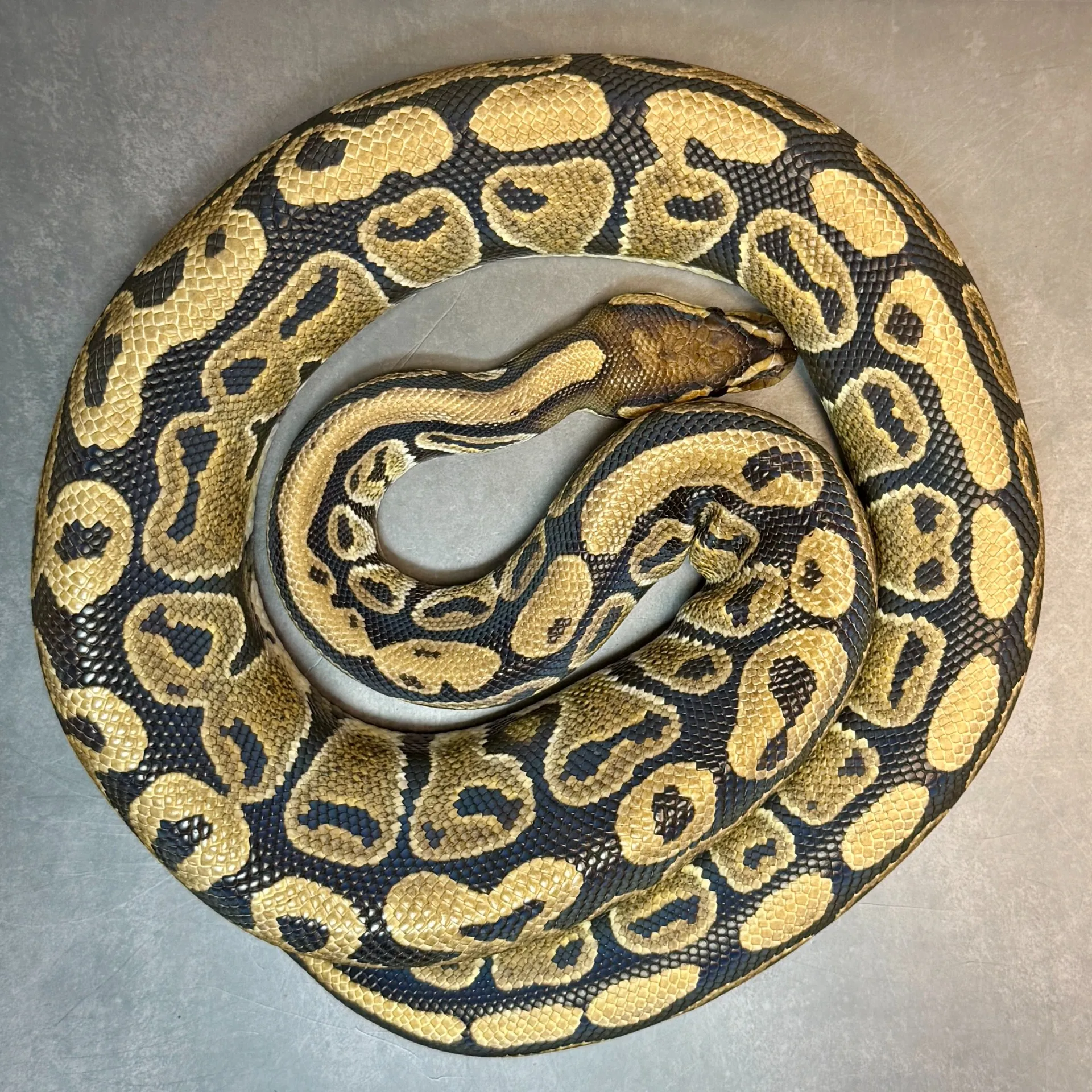 ボールパイソン ノーマルhetTSKアザンデザートゴースト♀(862g)