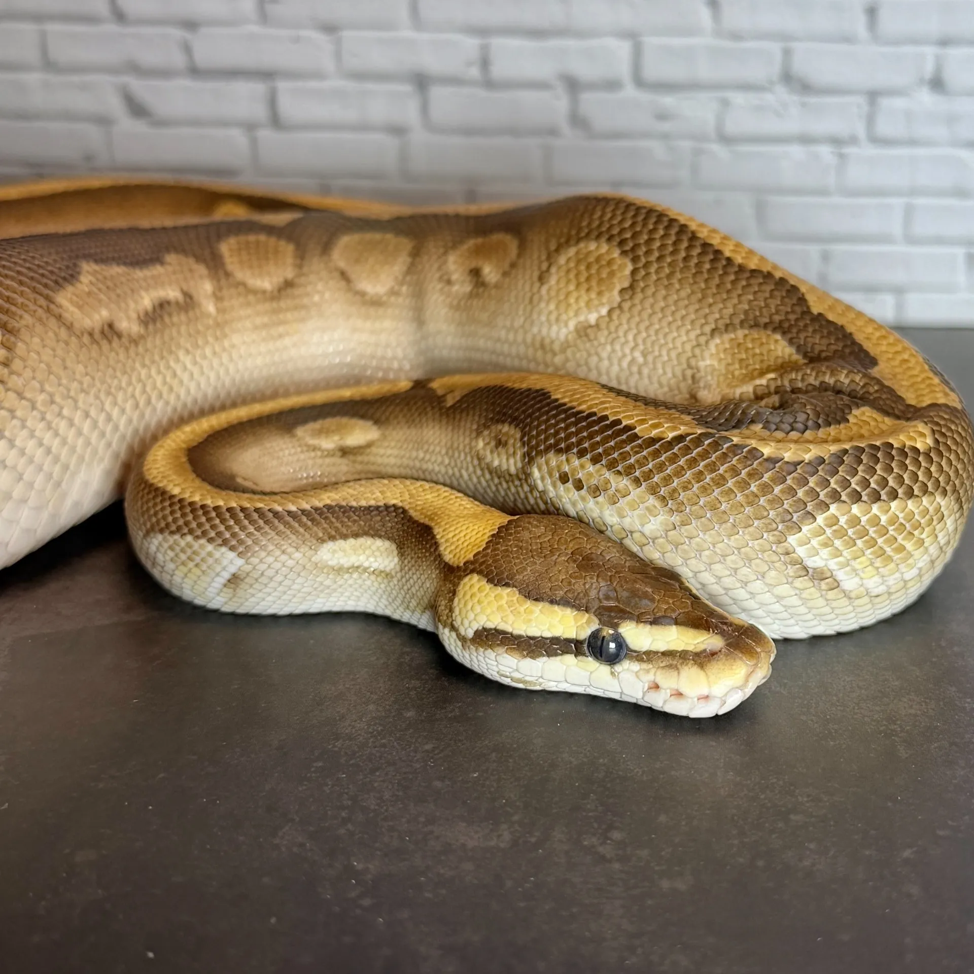 ボールパイソン ウーキーバターレッドストライプ hetクラウン♂（690g）