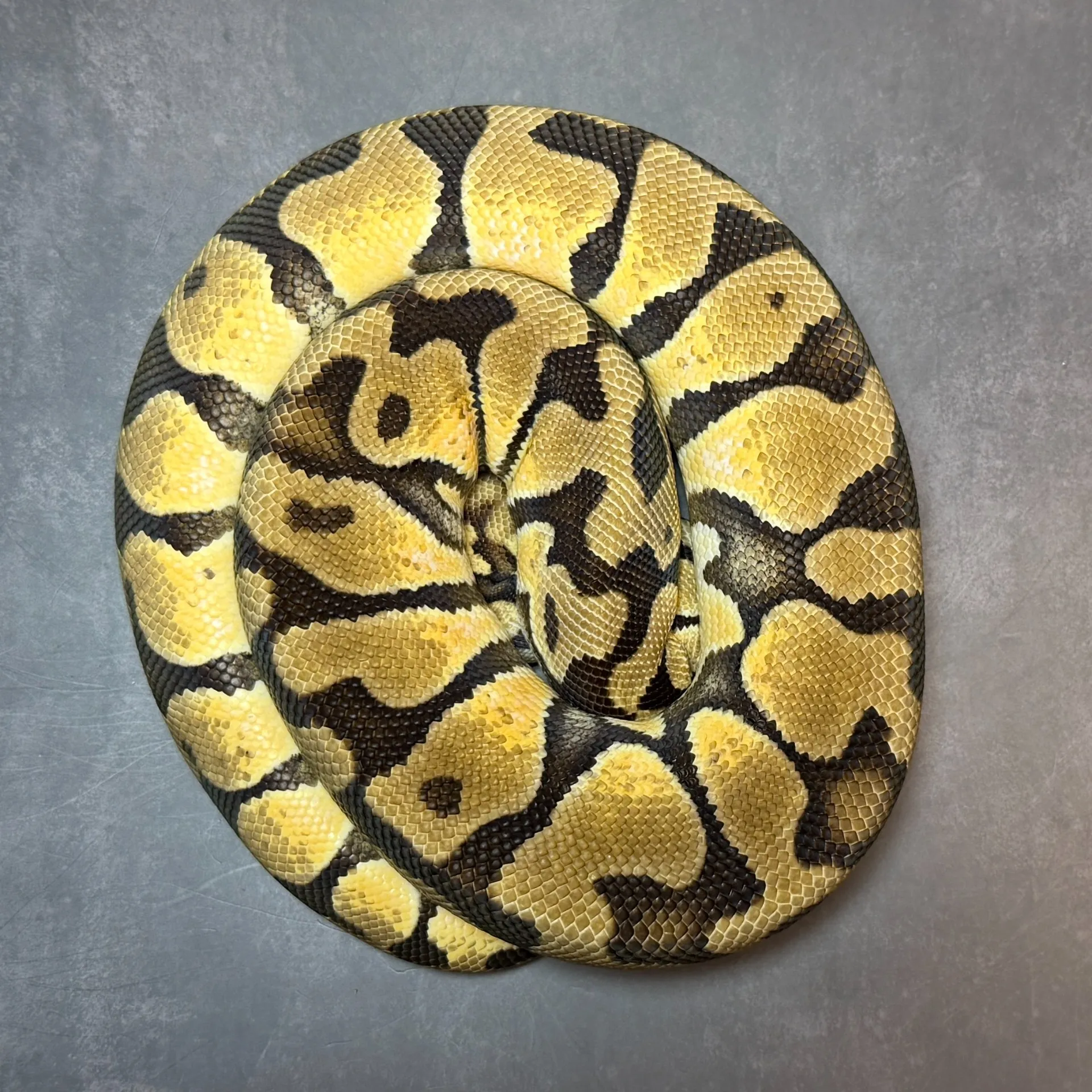 ボールパイソン パステルエンチ hetパズル♂(830g)