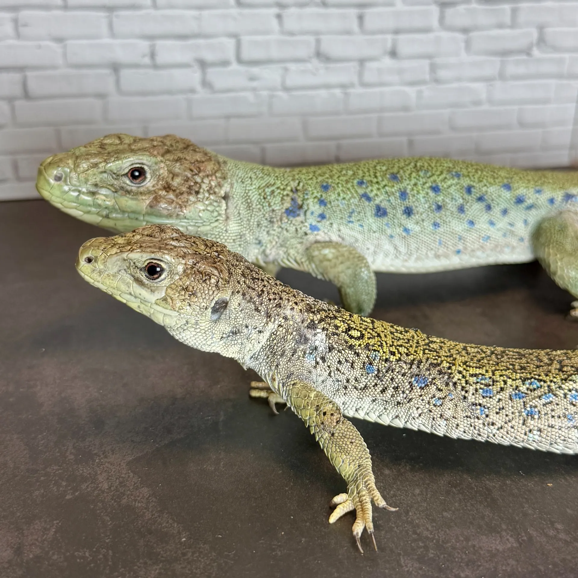 ホウセキカナヘビ ペア(去年繁殖実績あり)