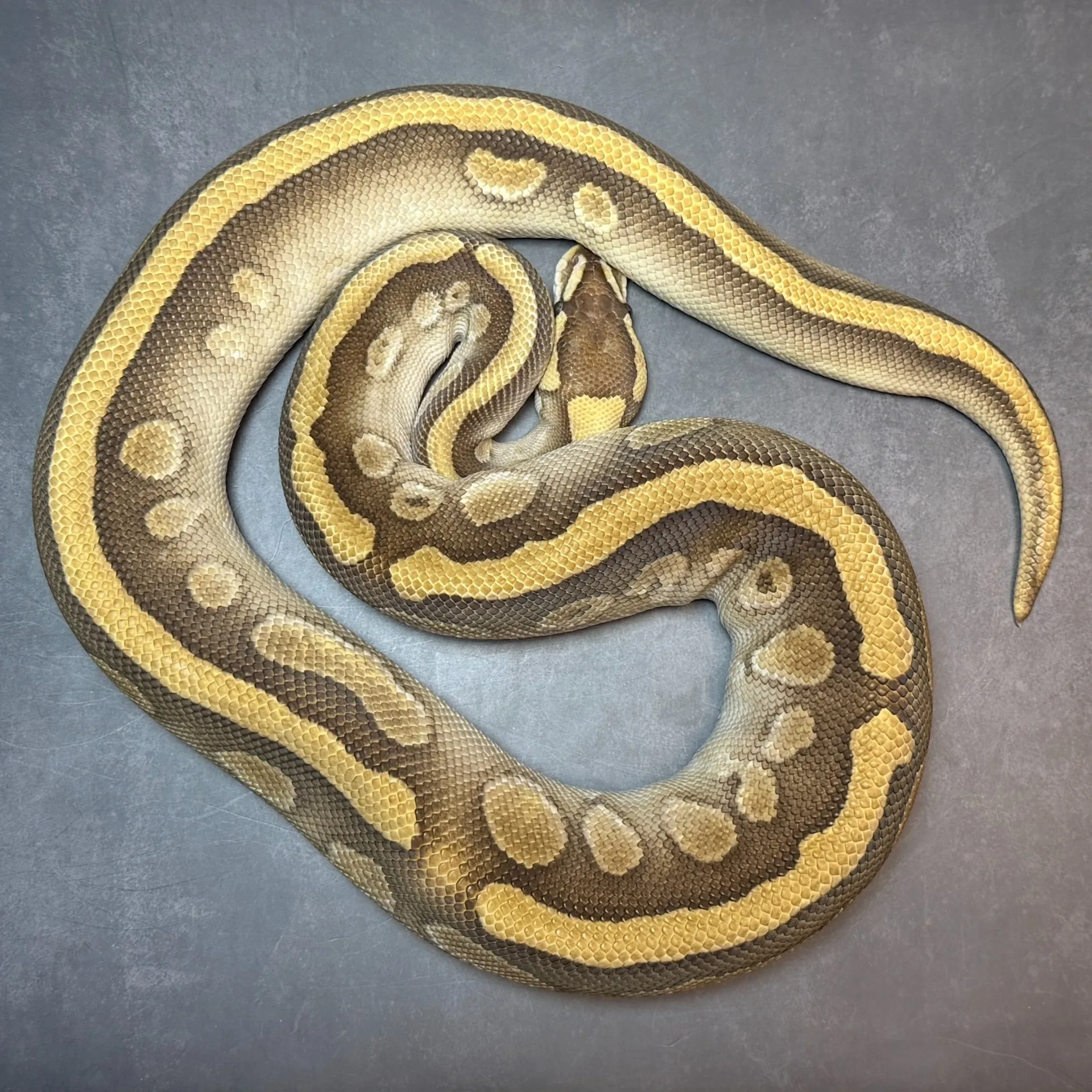 ボールパイソン ウーキーバターレッドストライプ hetクラウン♂(690g)