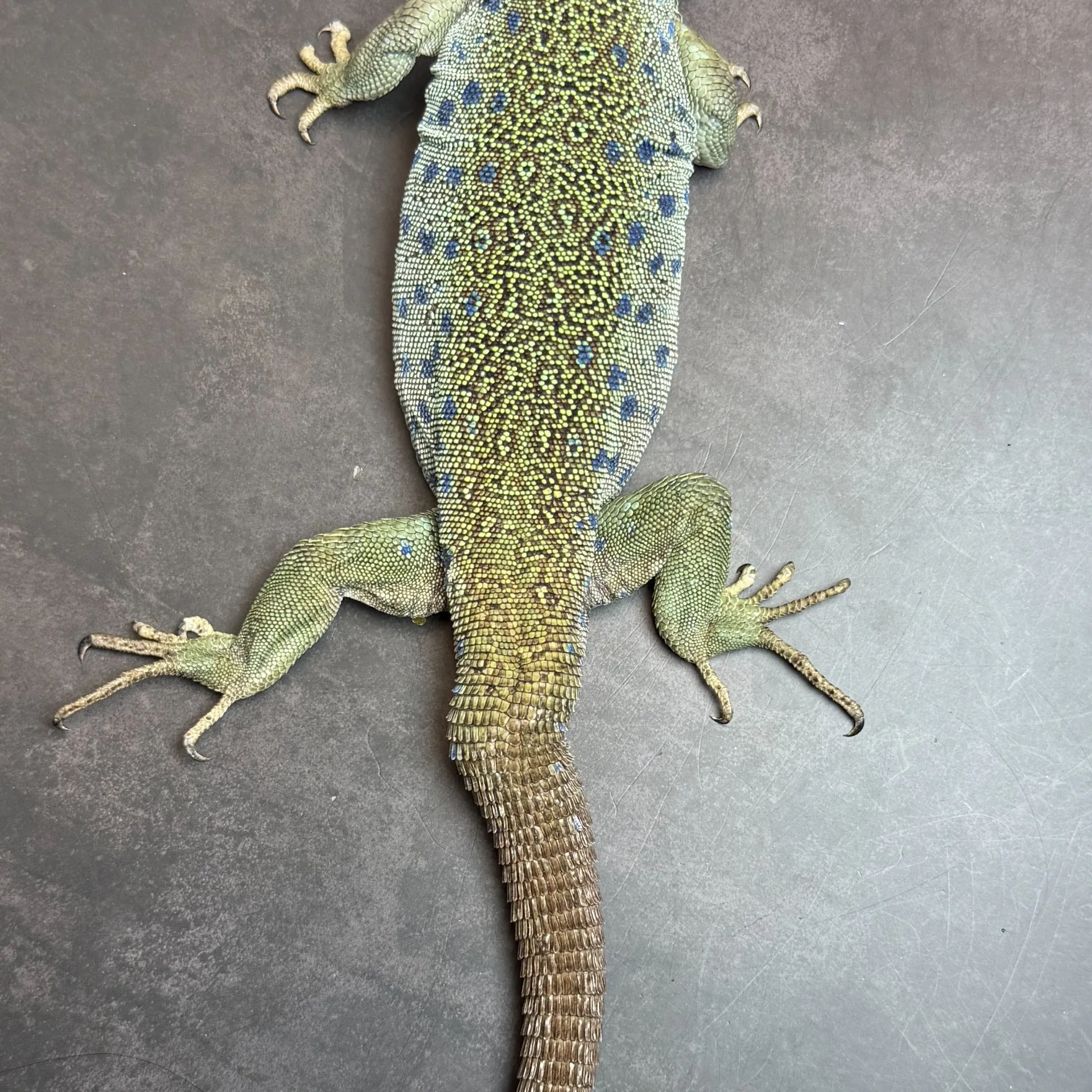 ホウセキカナヘビ ペア（去年繁殖実績あり）