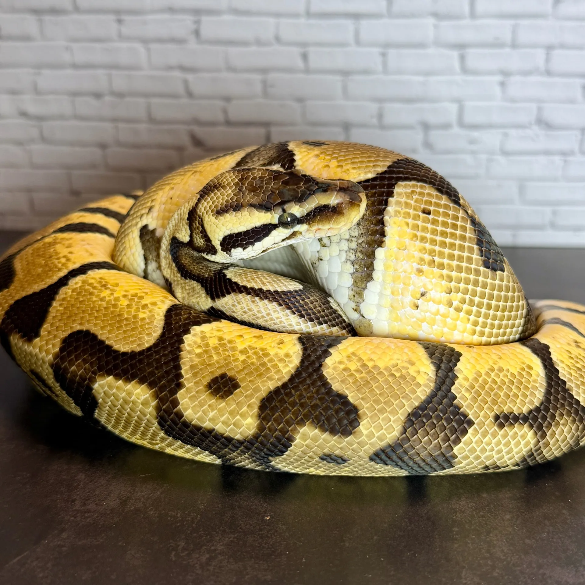 ボールパイソン パステルエンチ hetパズル♂（830g）