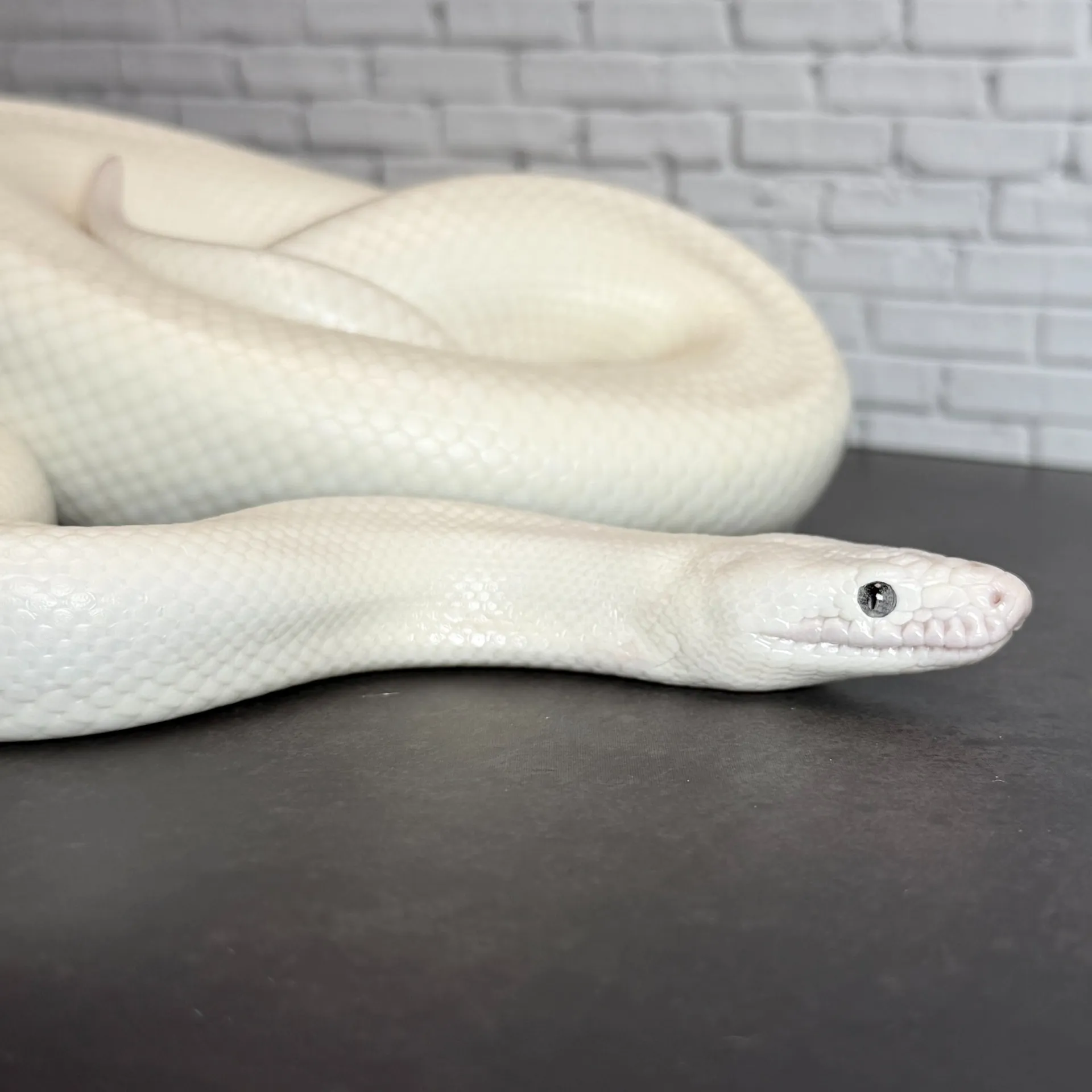 コロンビアレインボーボア リューシスティック♂