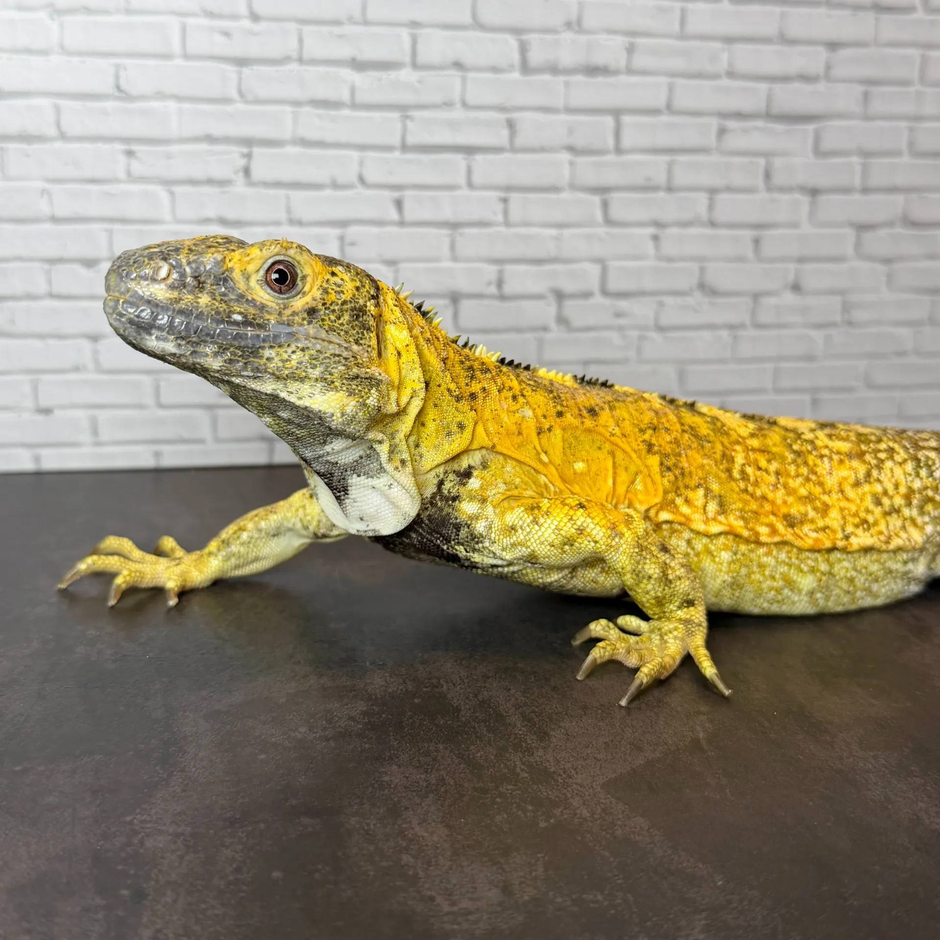 バナナスパイニーテールイグアナ イエローファントム ケリーライン ペア