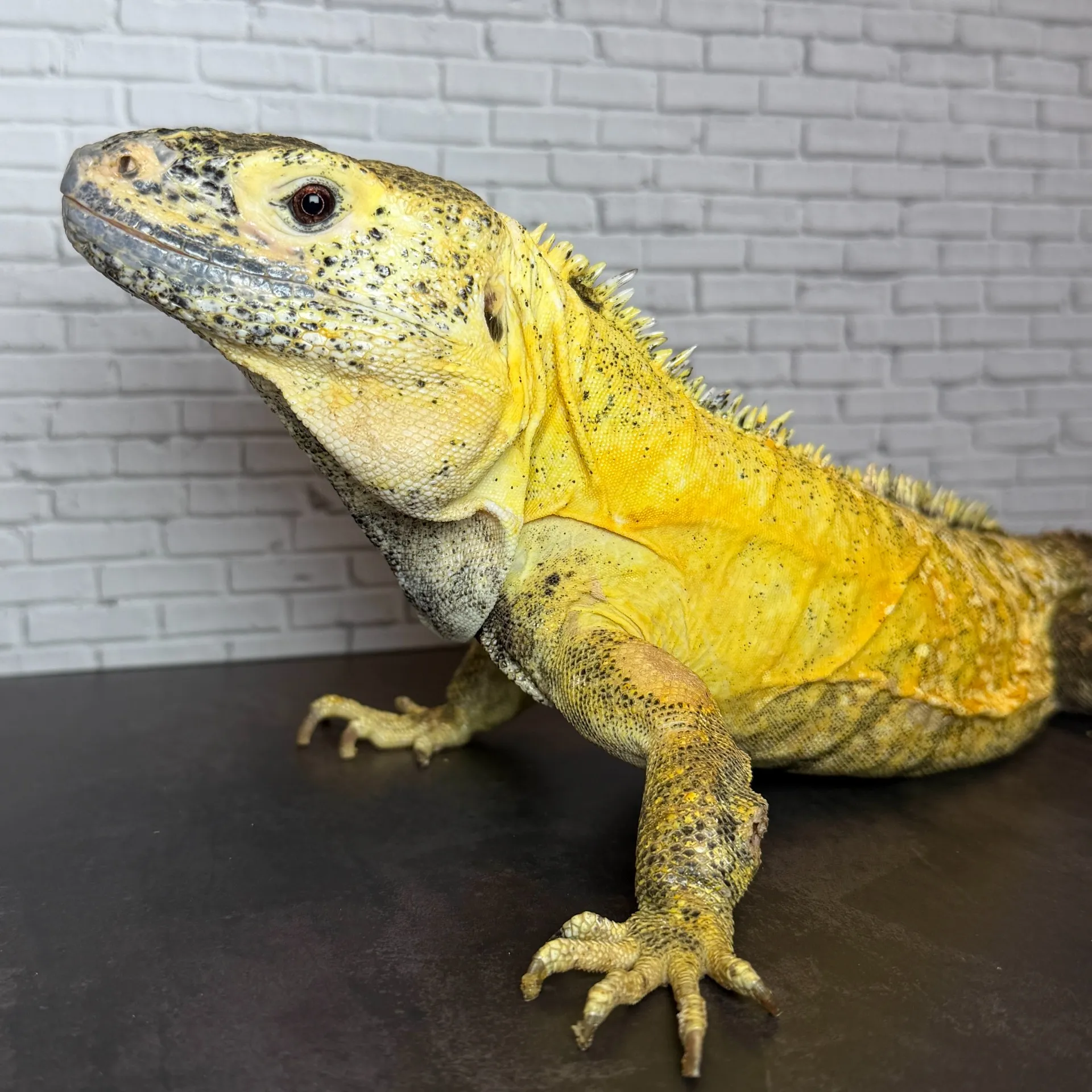 バナナスパイニーテールイグアナ イエローファントム ケリーライン ペア