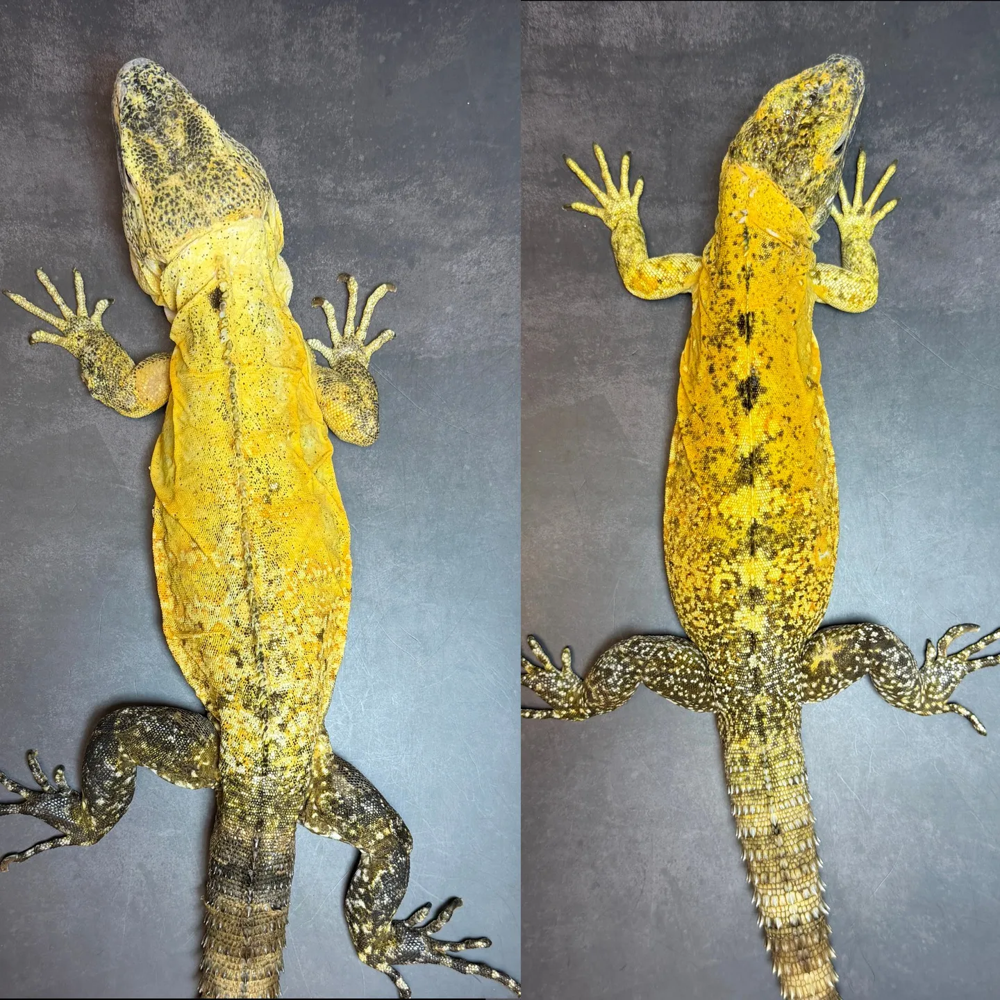 🔥バナナスパイニーテールイグアナ