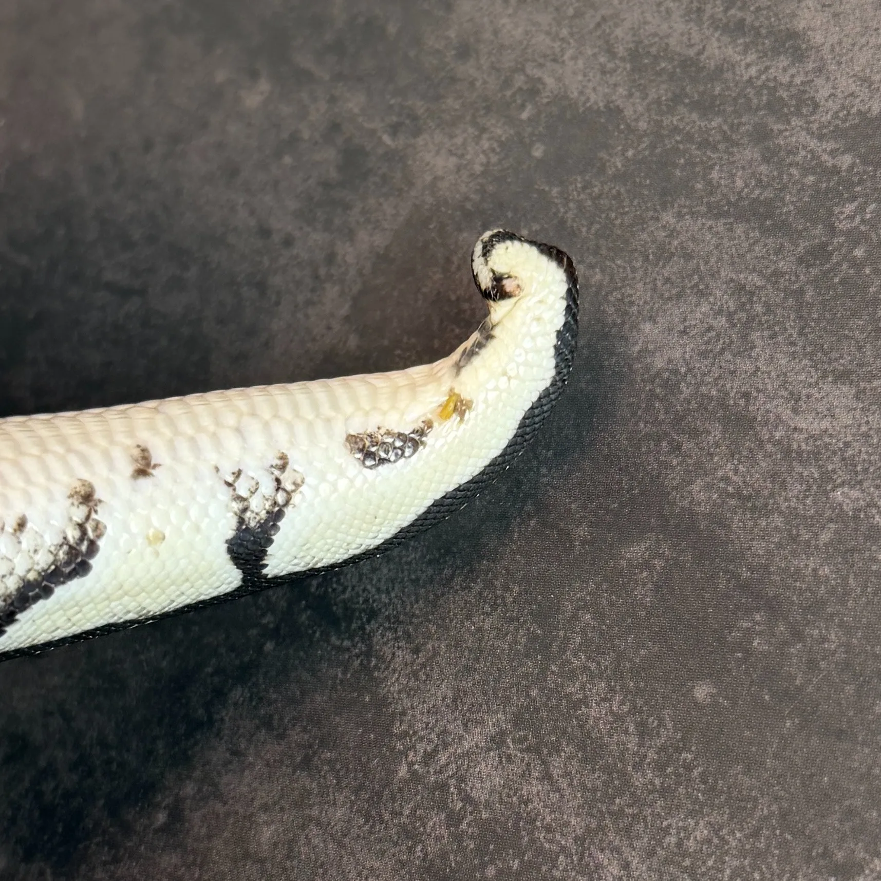 ボールパイソン パステルスポットノーズVPIアザン♀（172g）