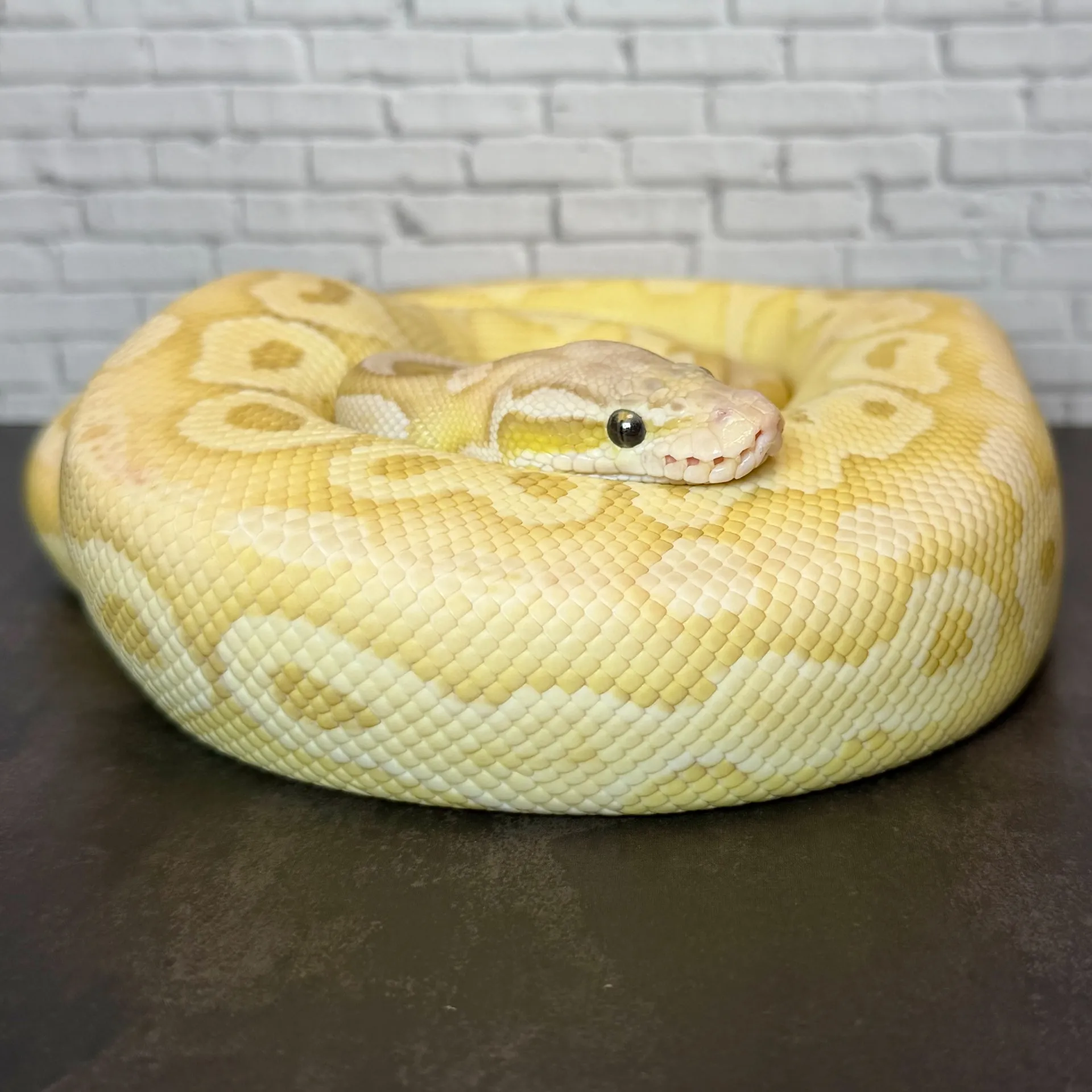 ボールパイソン パステルレッサーHRA possSN♂（835g）