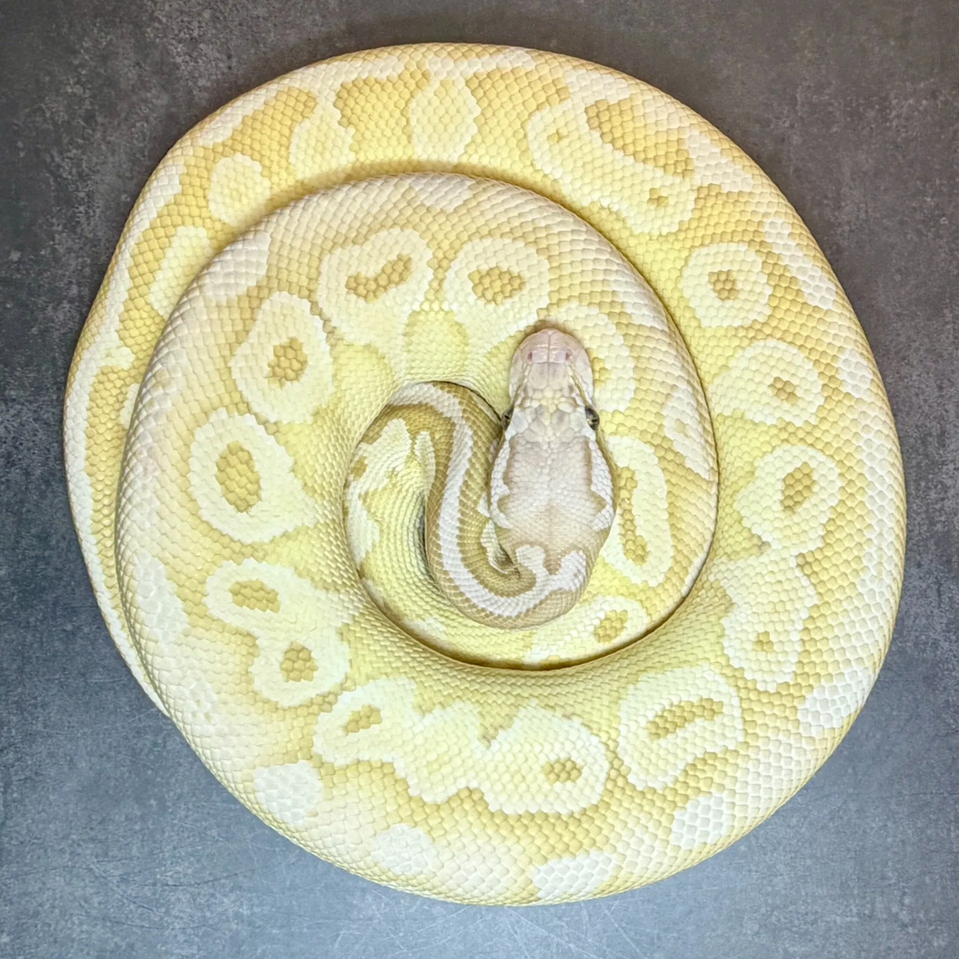 ボールパイソン パステルレッサーHRA possSN♂(835g)