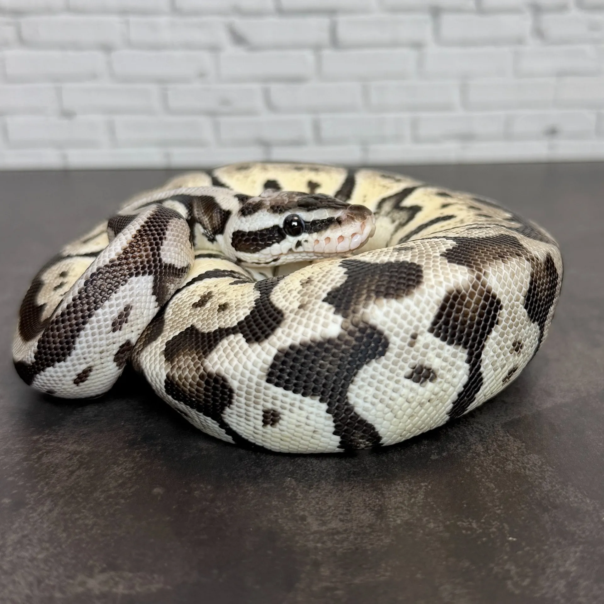 ボールパイソン パステルスポットノーズVPIアザン♀（172g）