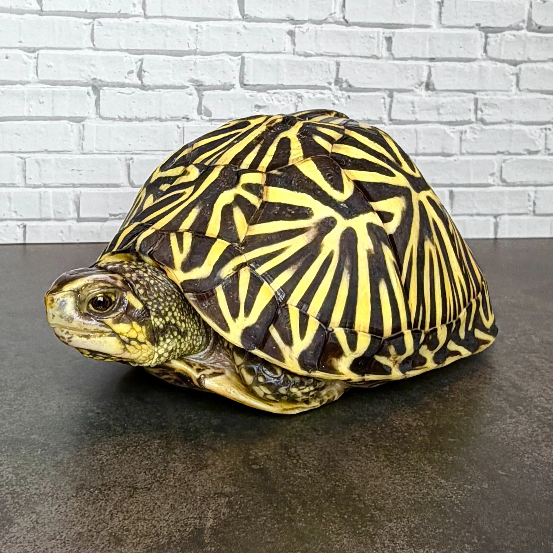 フロリダハコガメTSD♂