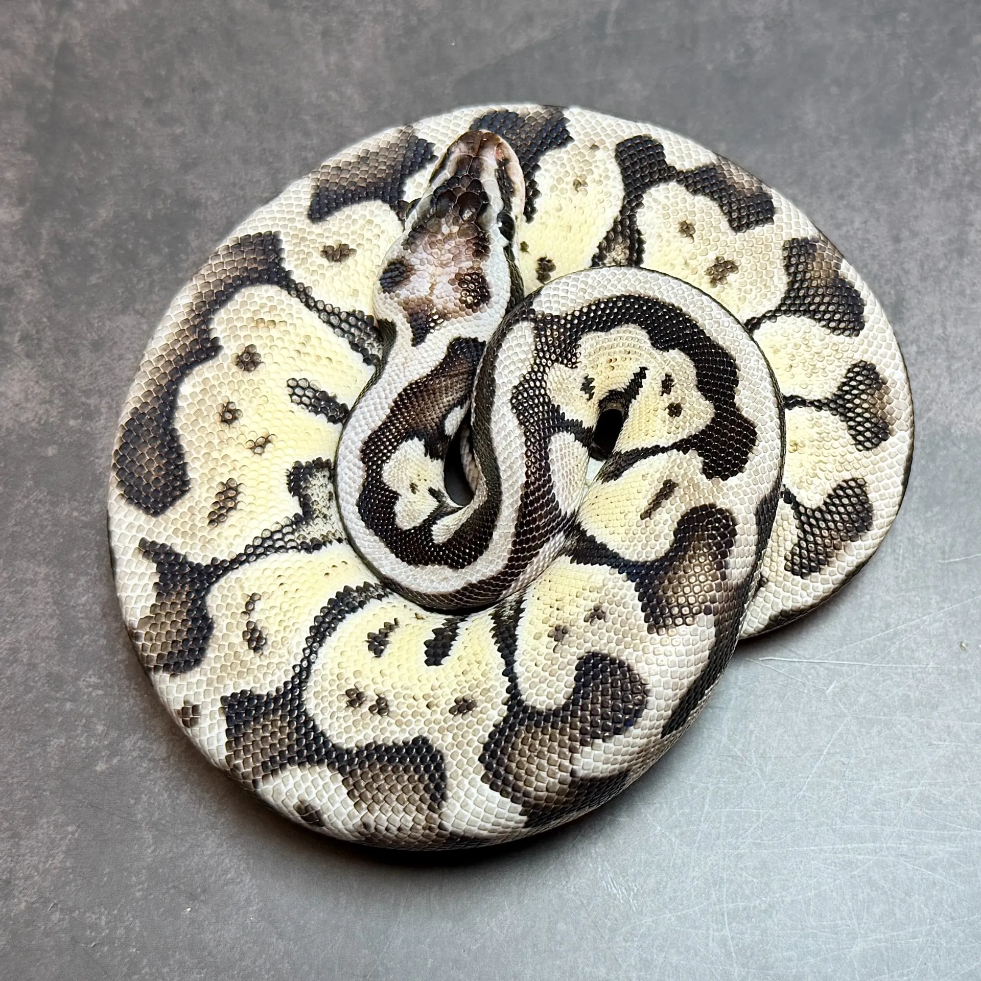 ボールパイソン パステルスポットノーズVPIアザン♀(172g)