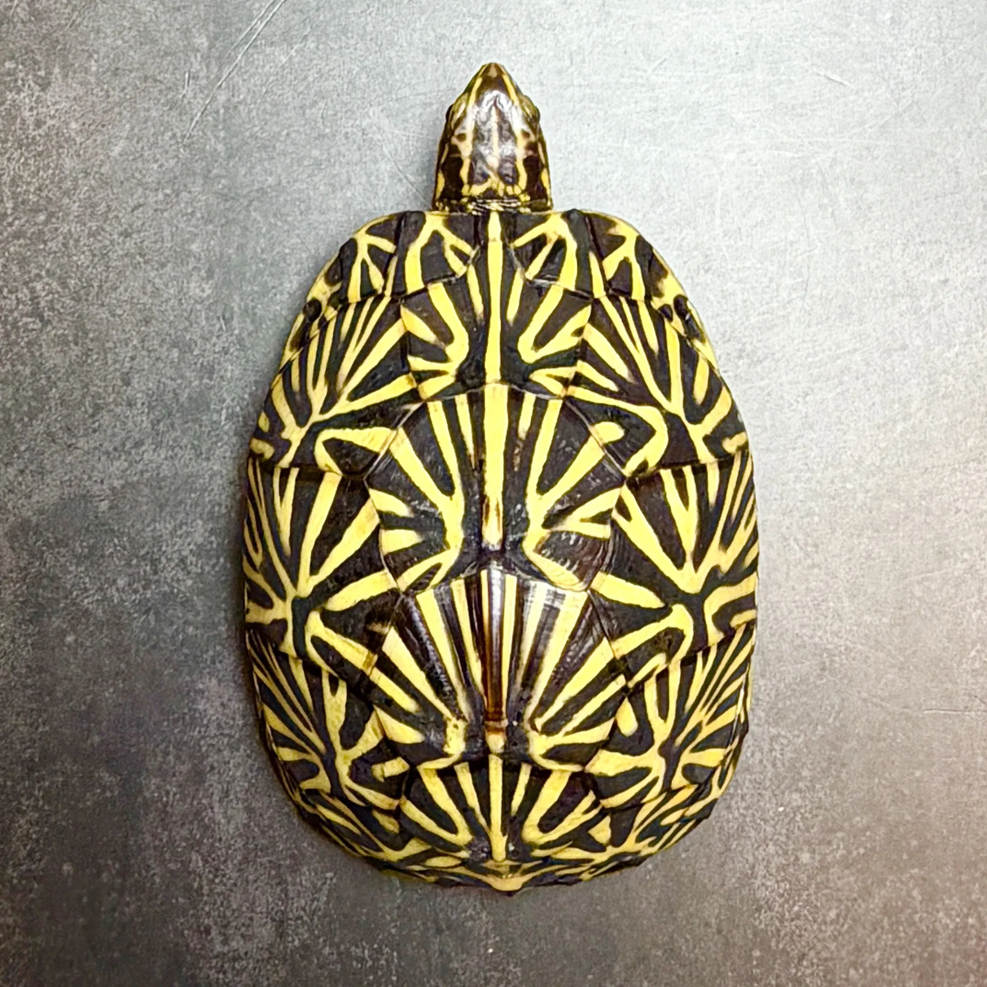 フロリダハコガメTSD♂