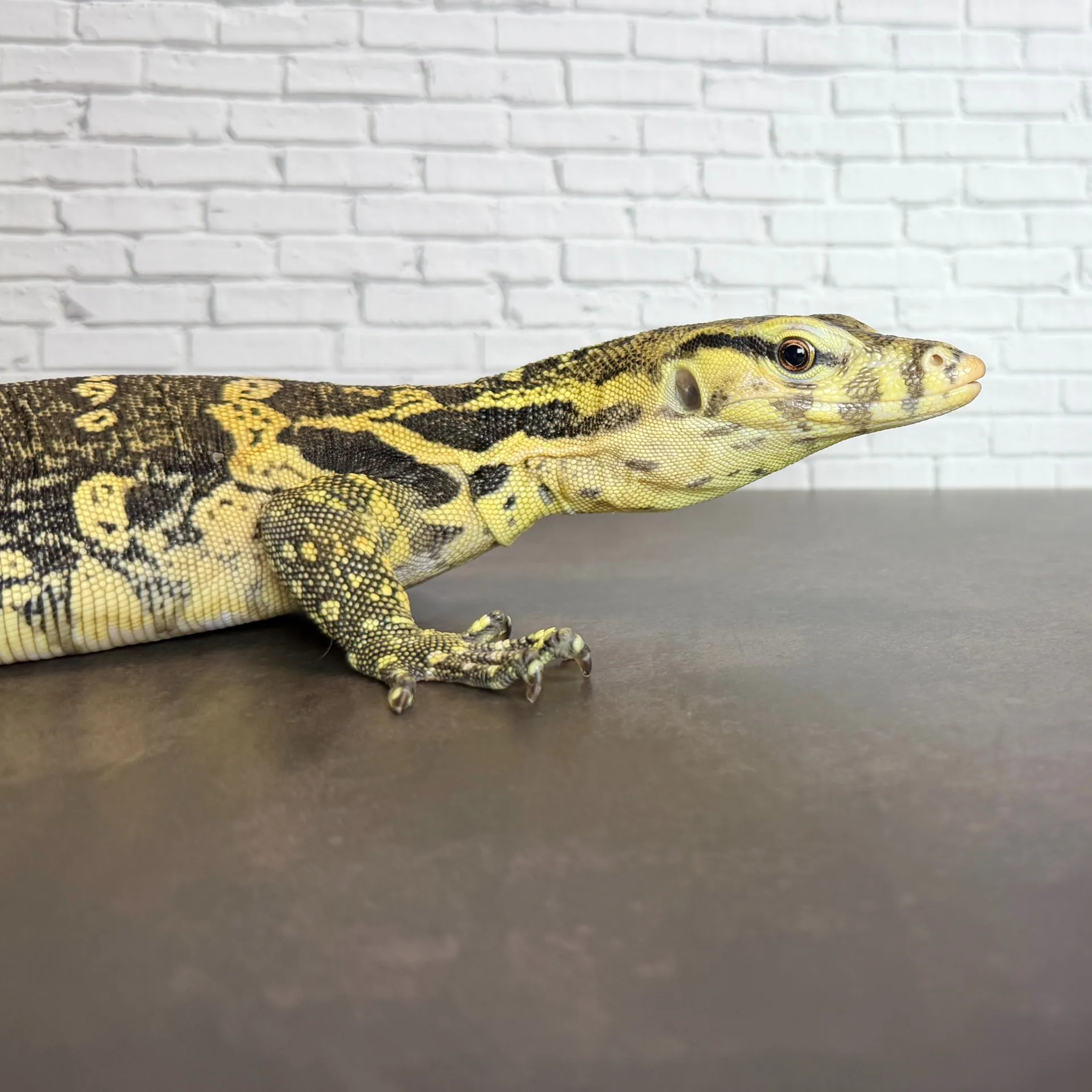 サルバトールモニター スンバワ産