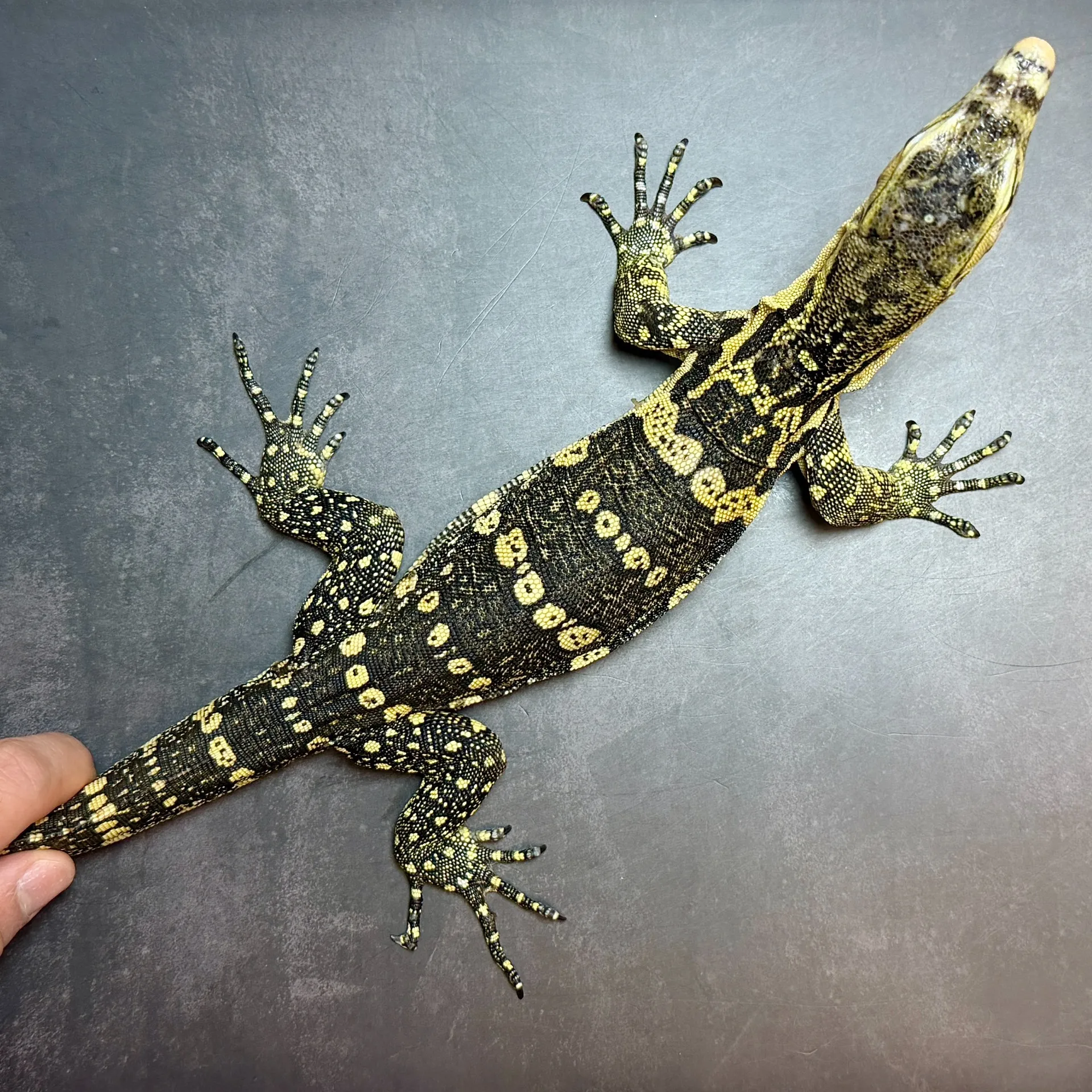 サルバトールモニター スンバワ産