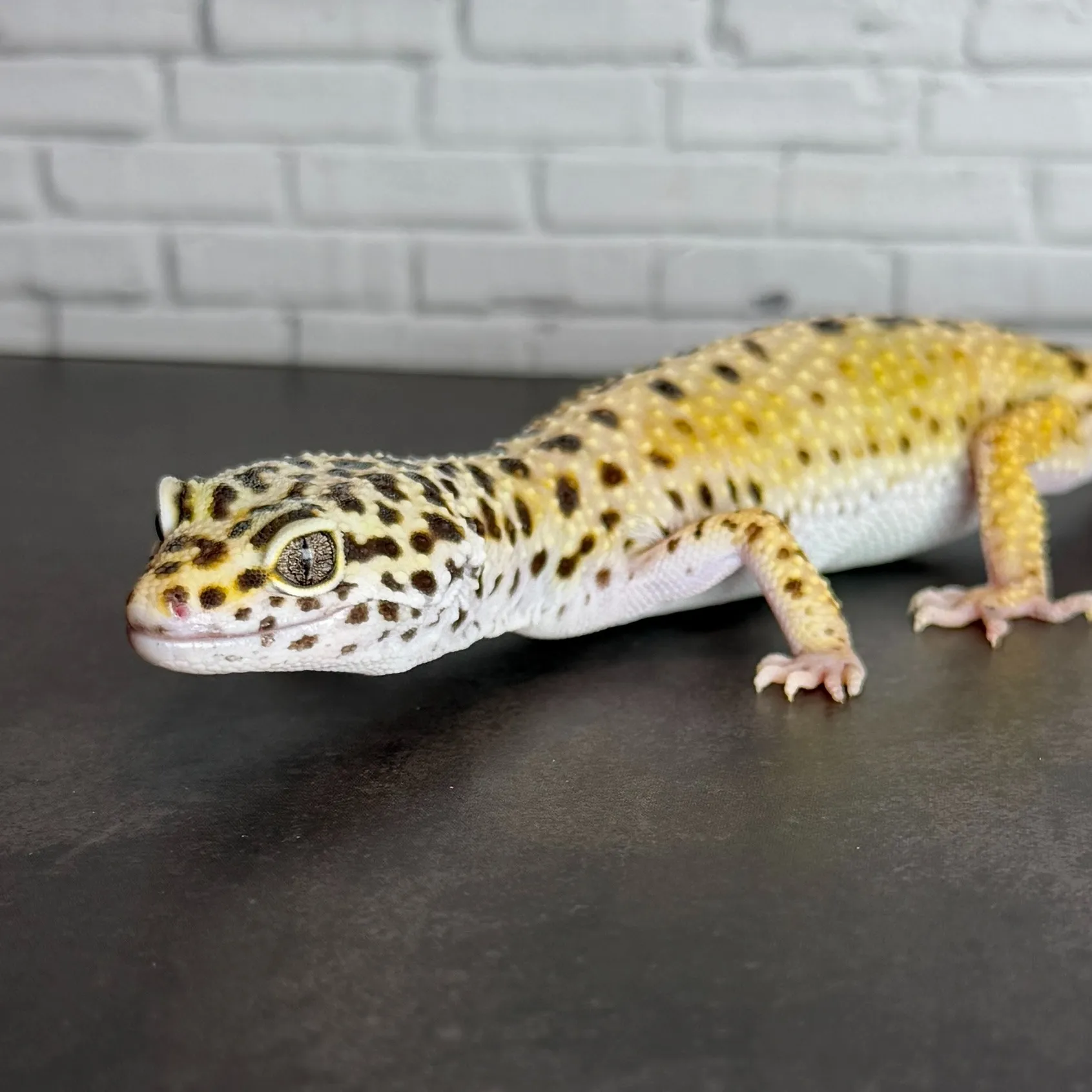 ヒョウモントカゲモドキ ハイイエロー♀