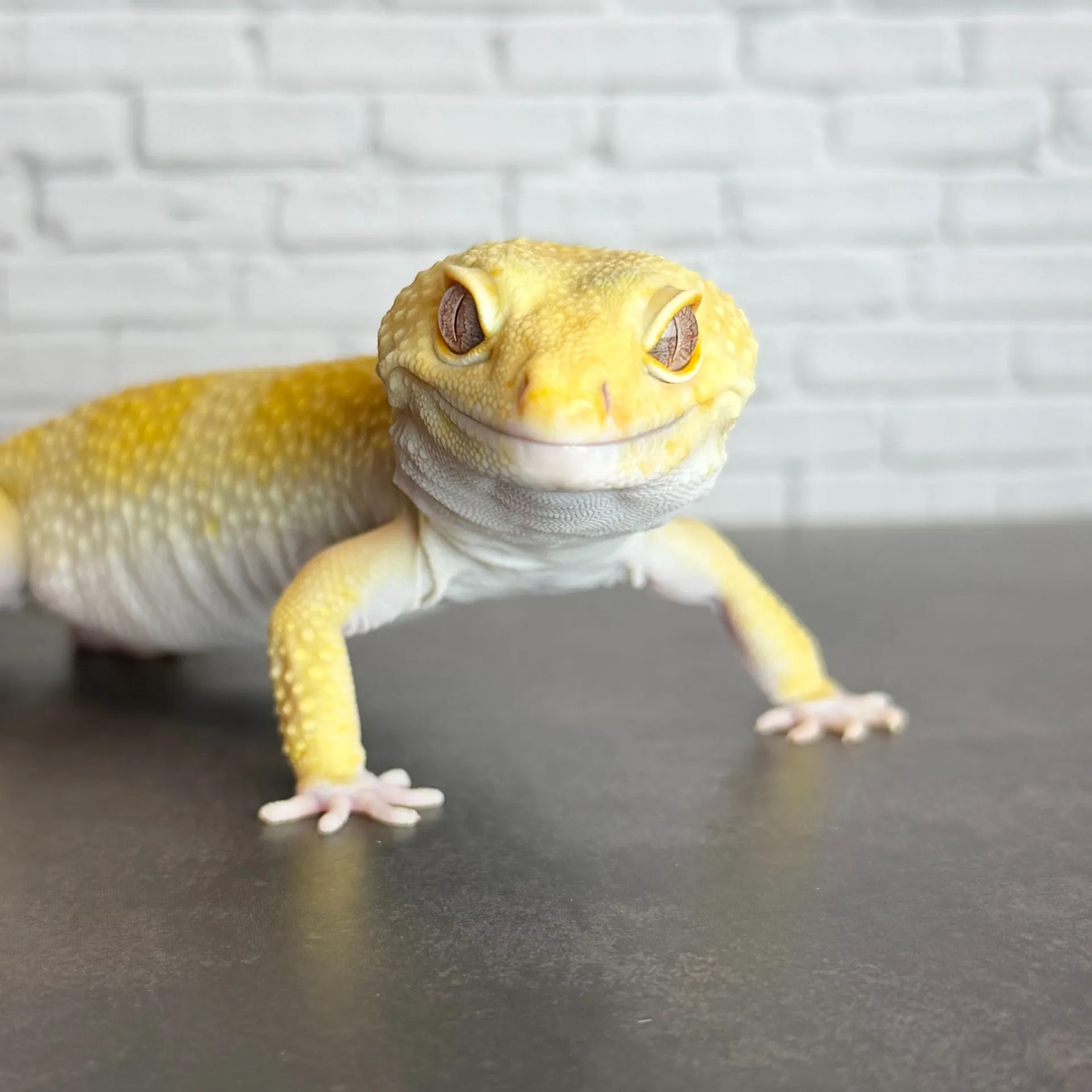 ヒョウモントカゲモドキ ジャイアント トレンパー♂