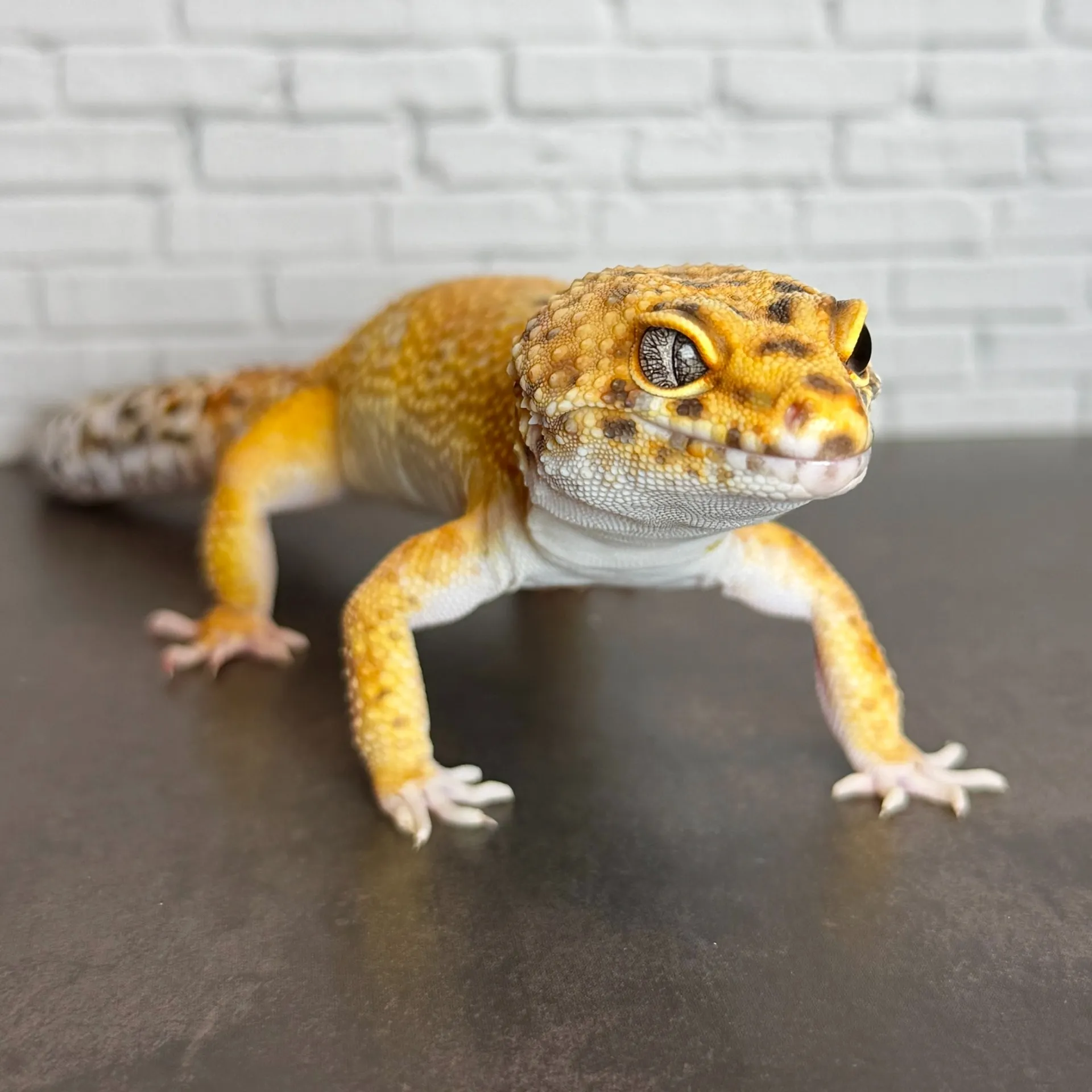 ヒョウモントカゲモドキ ジャイアント タンジェリン♂