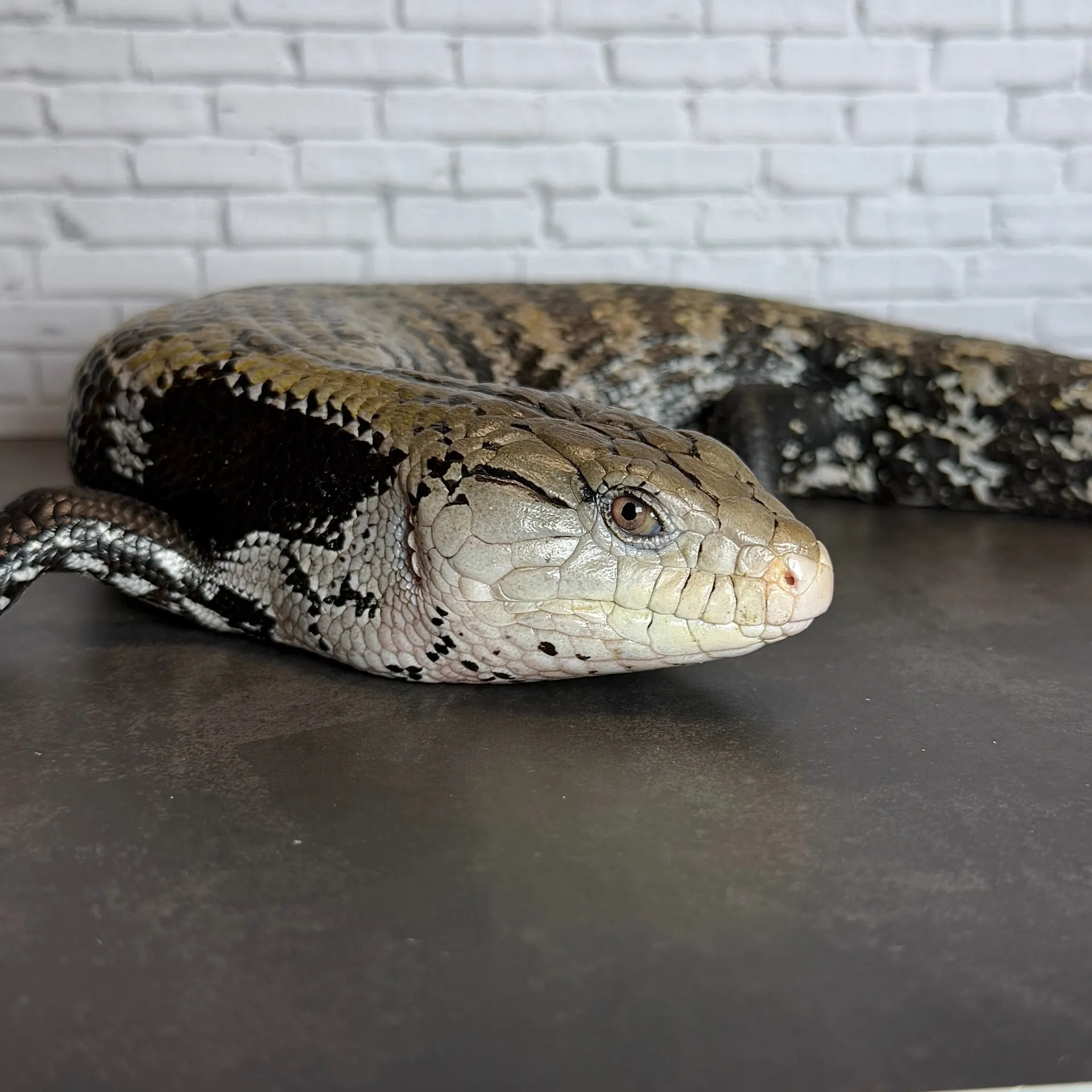 アオジタトカゲ(ハルマヘラ)