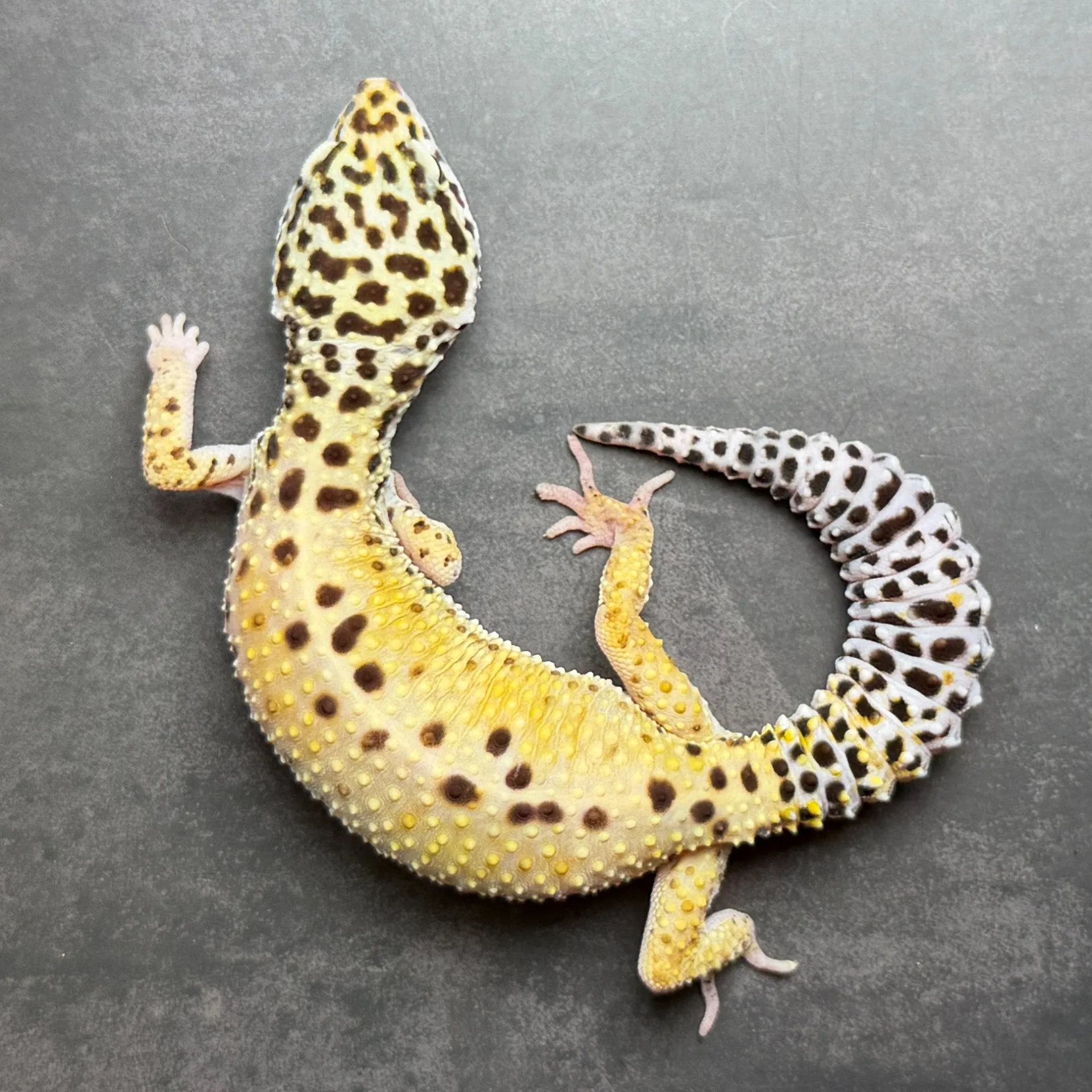 ヒョウモントカゲモドキ ハイイエロー♀