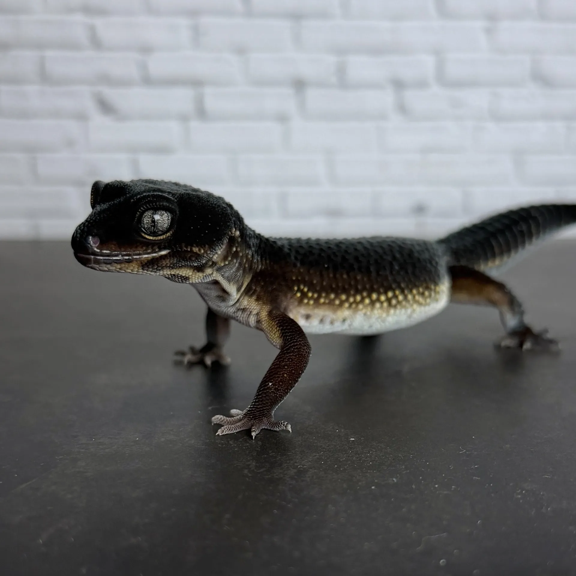 ヒョウモントカゲモドキ ブラックナイト♀