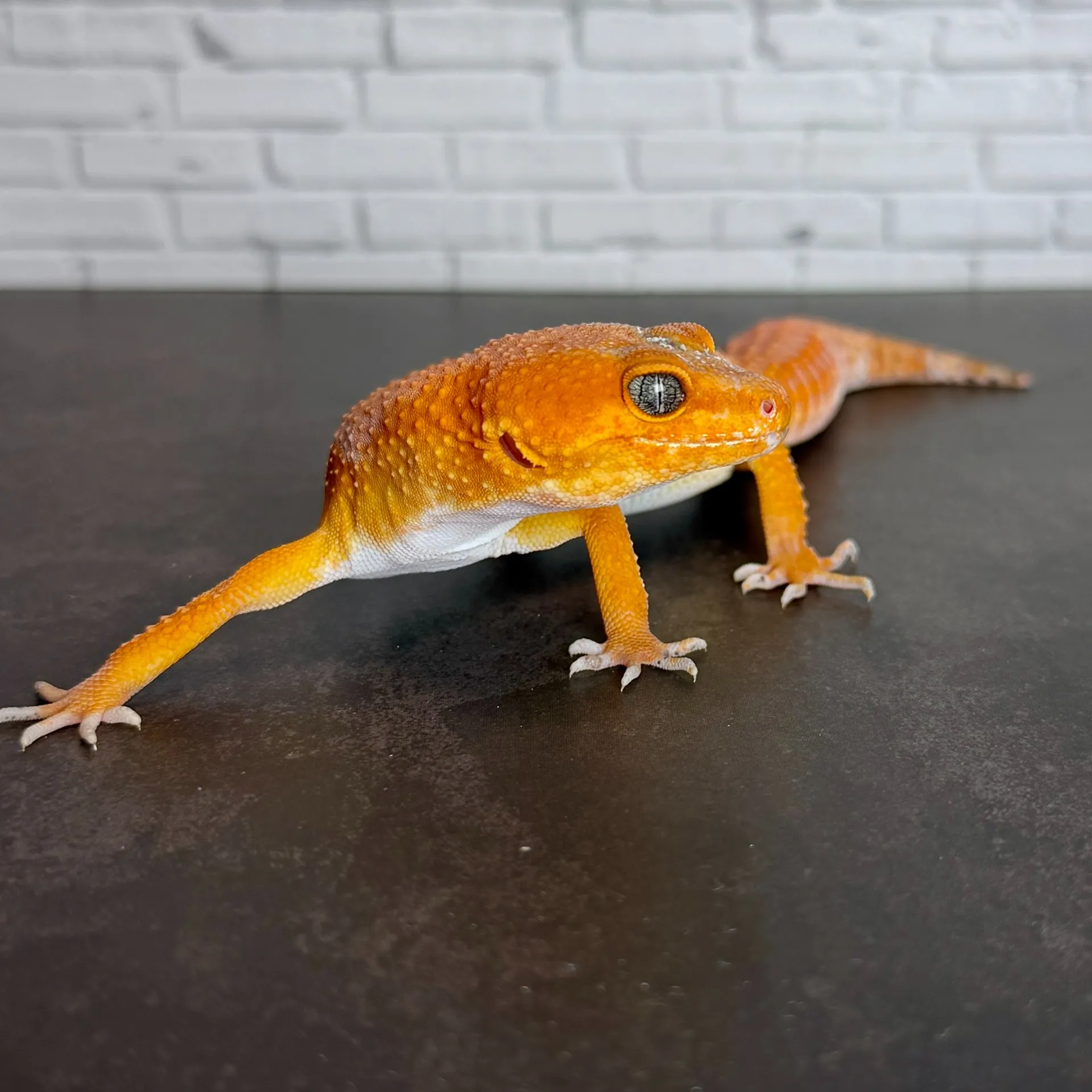 ヒョウモントカゲモドキ スーパーハイポタンジェリン（キャロットテール）♀