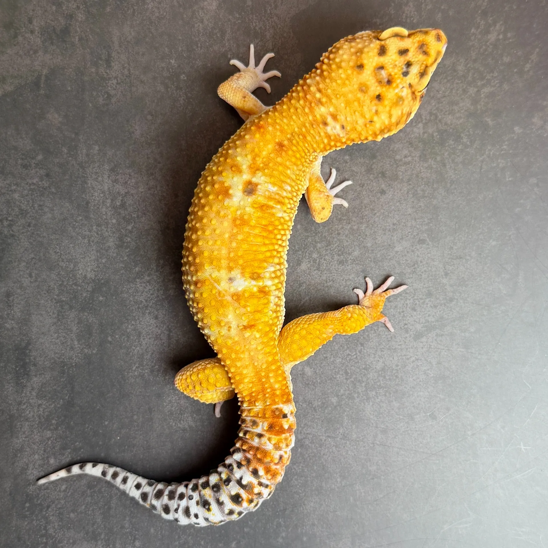 ヒョウモントカゲモドキ ジャイアント タンジェリン♂