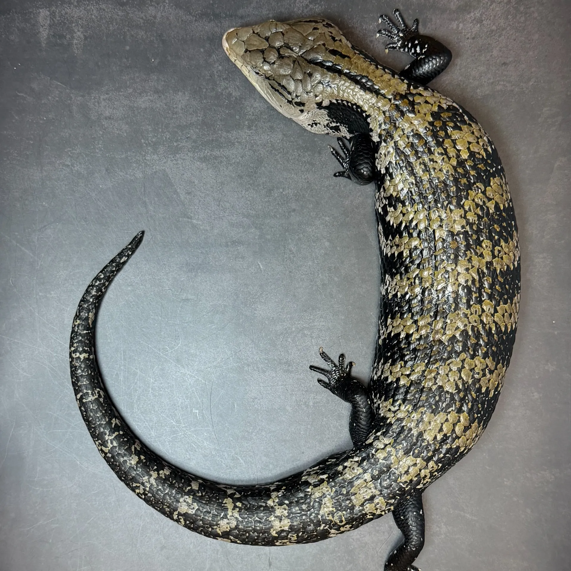 アオジタトカゲ（ハルマヘラ）